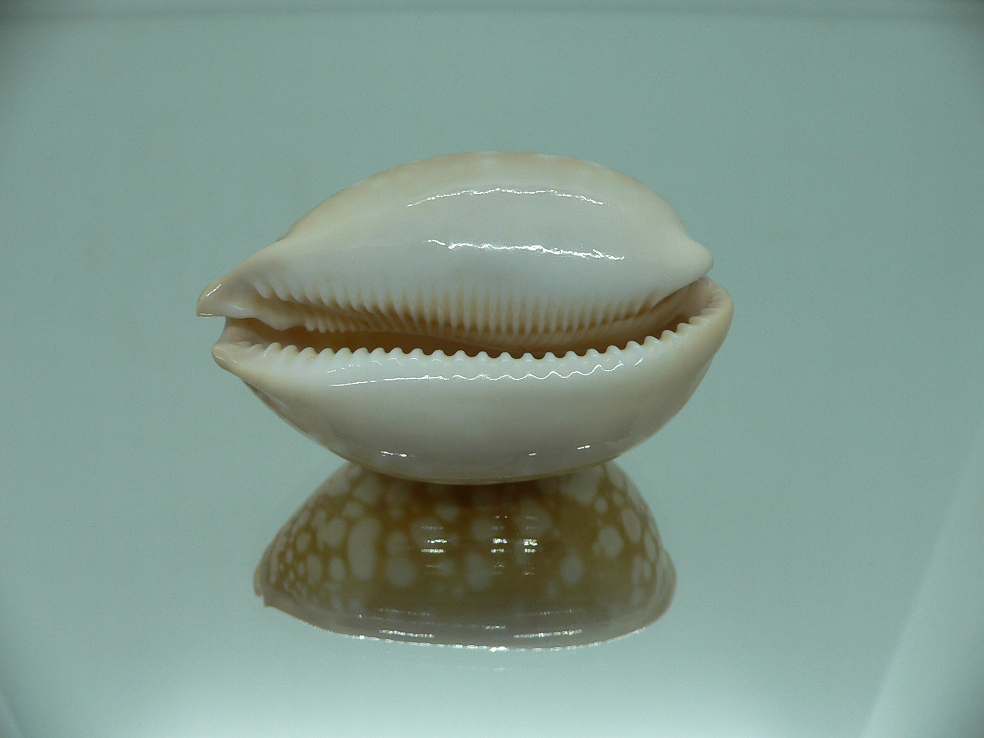Cypraea nivosa SUPER