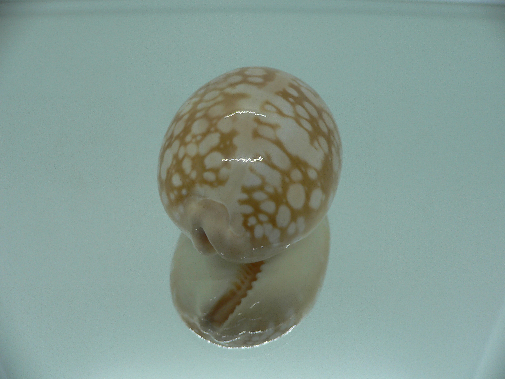 Cypraea nivosa SUPER