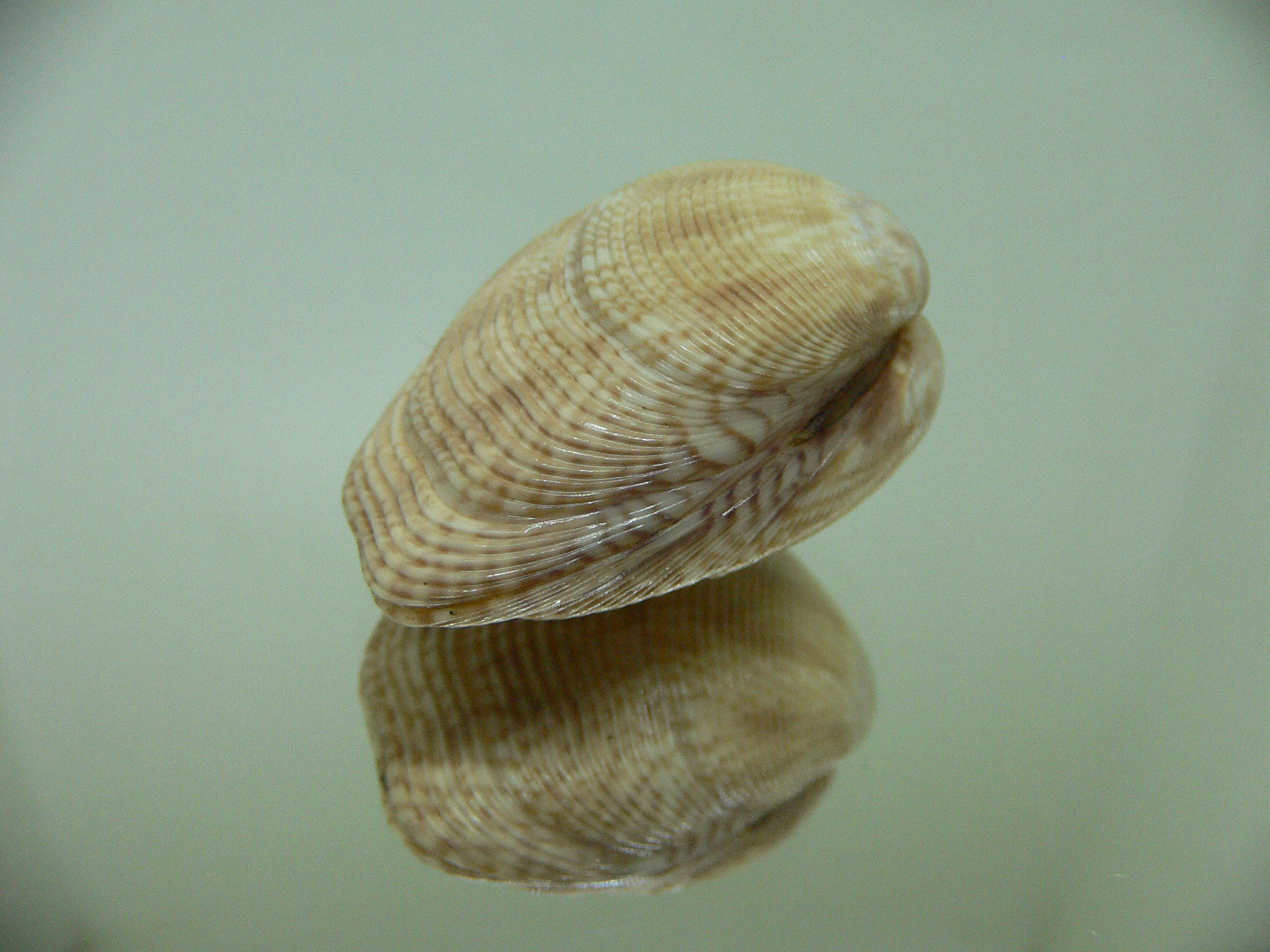 Paphia gallus