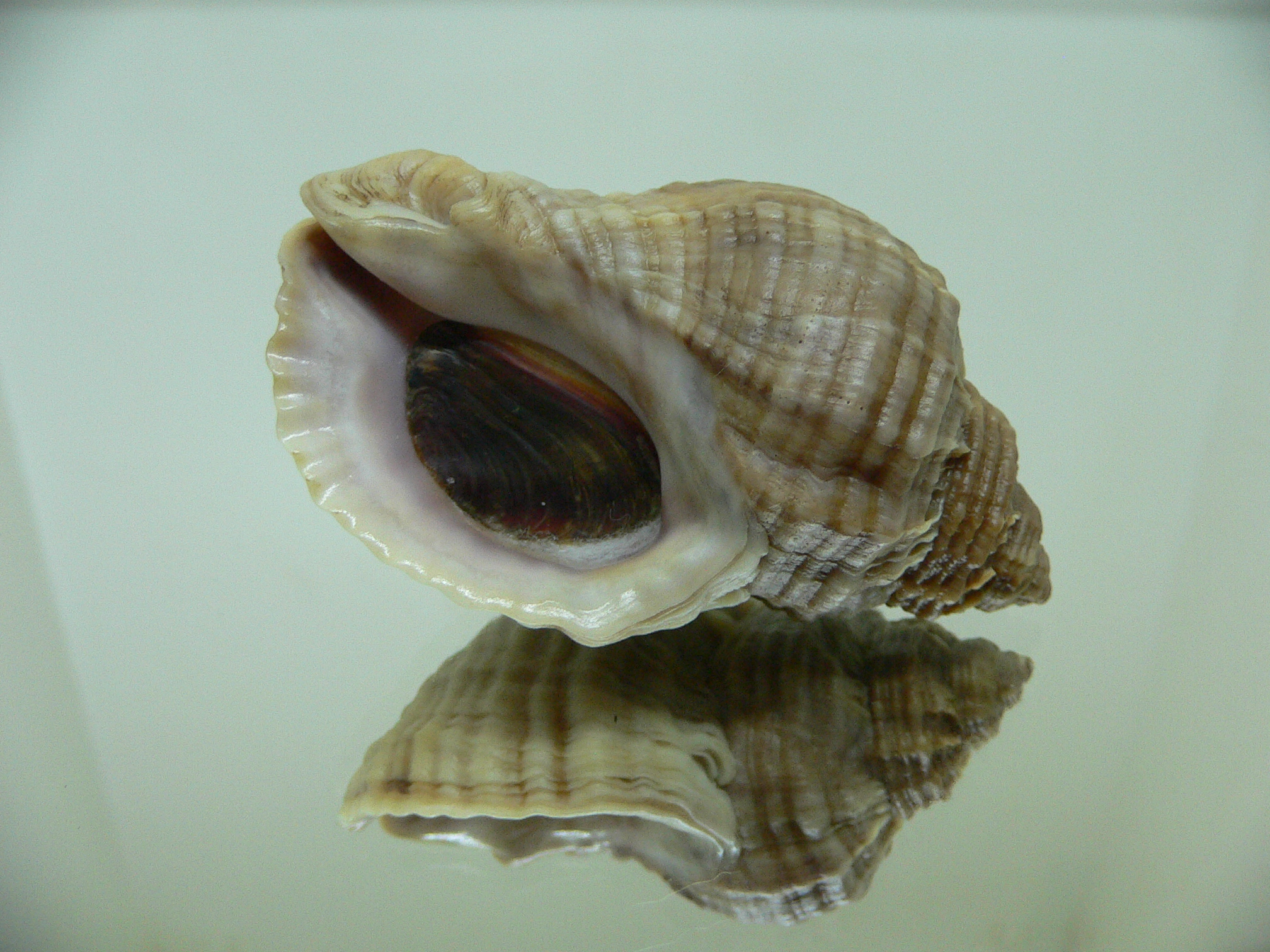 Nucella freycinetii alabaster BIG & TRANCVERSE KEELS