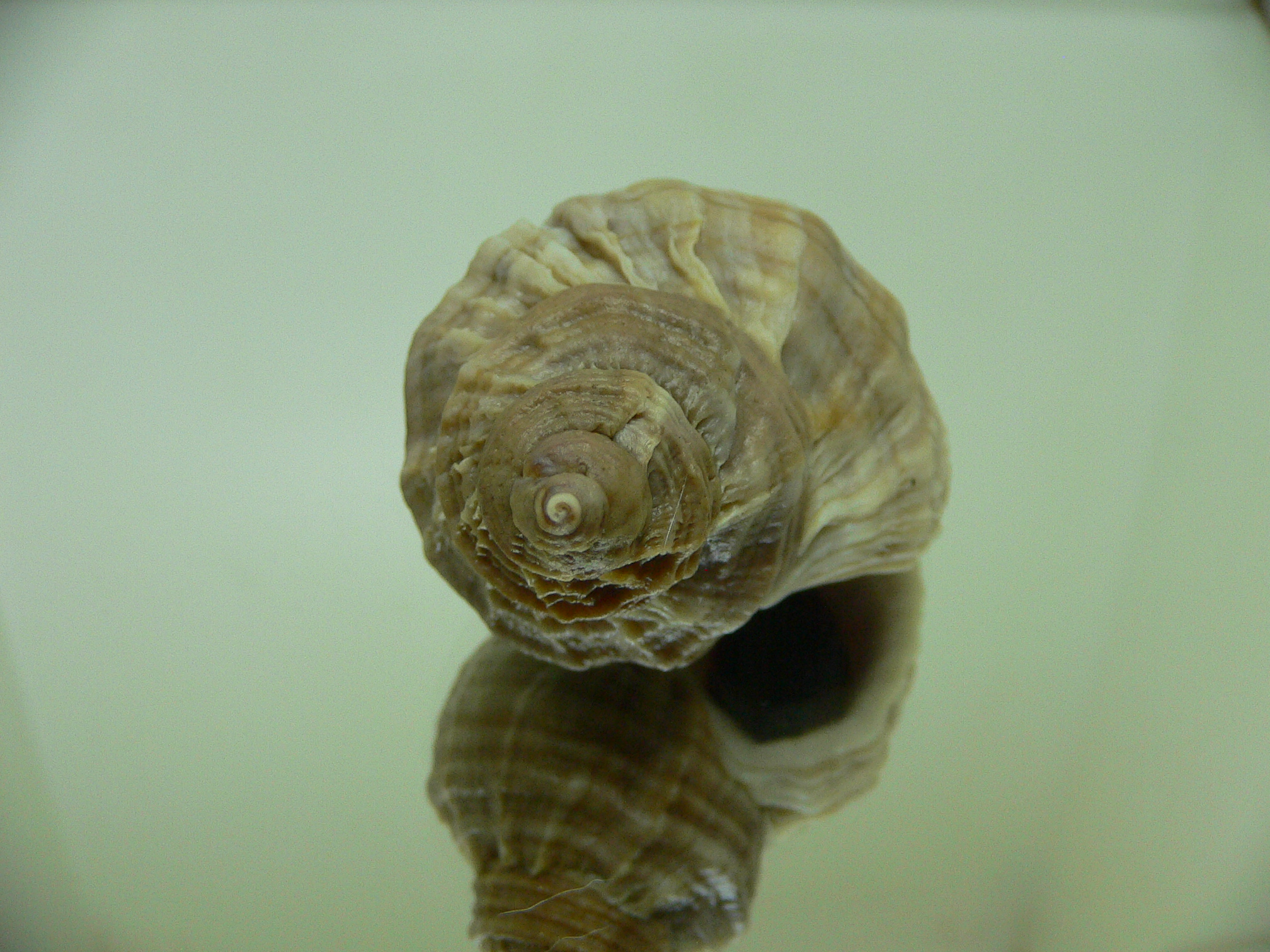 Nucella freycinetii alabaster BIG & TRANCVERSE KEELS