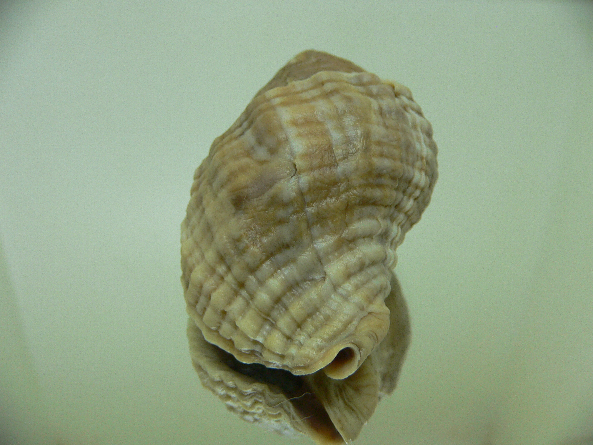 Nucella freycinetii alabaster BIG & TRANCVERSE KEELS