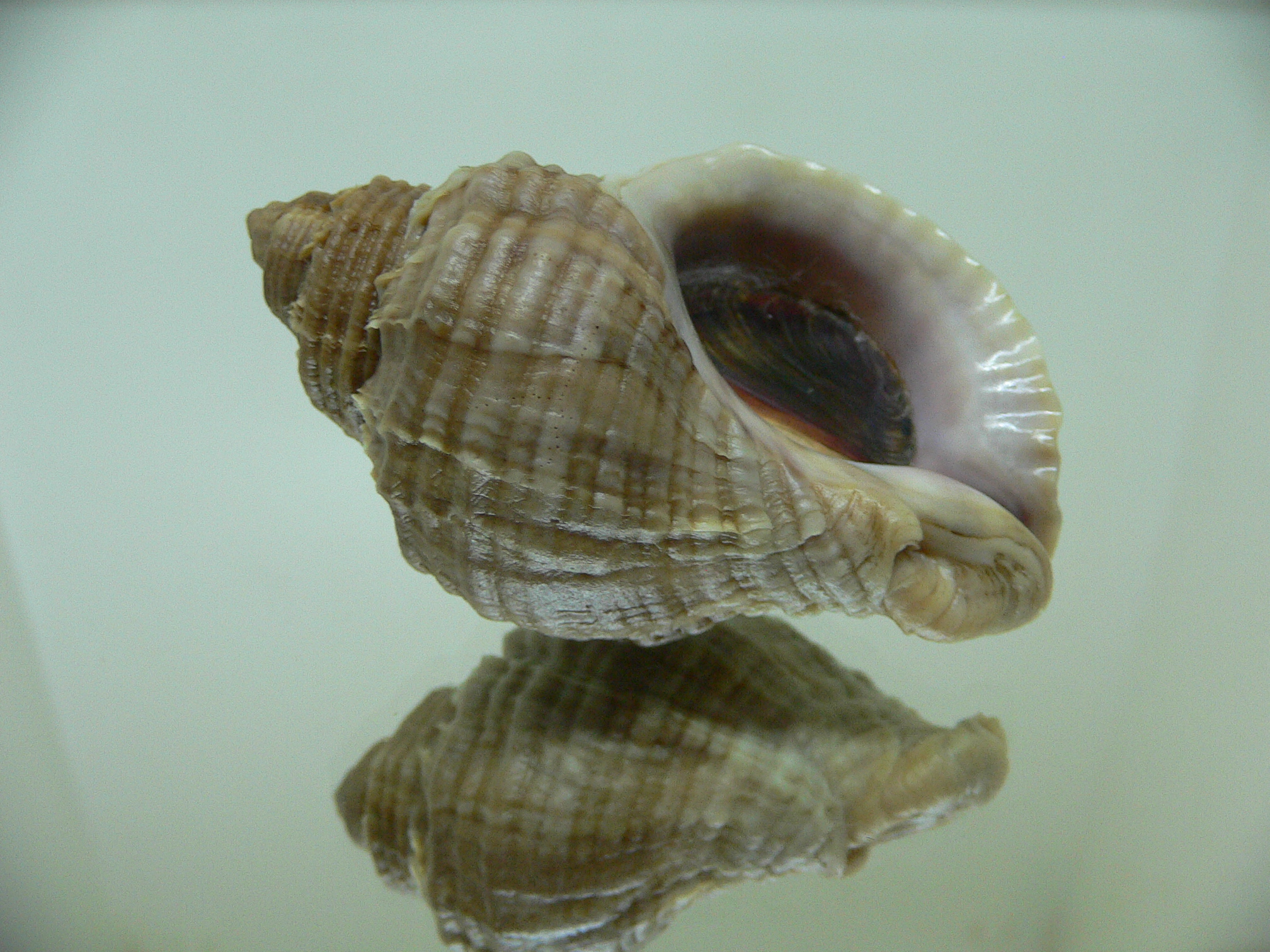 Nucella freycinetii alabaster BIG & TRANCVERSE KEELS