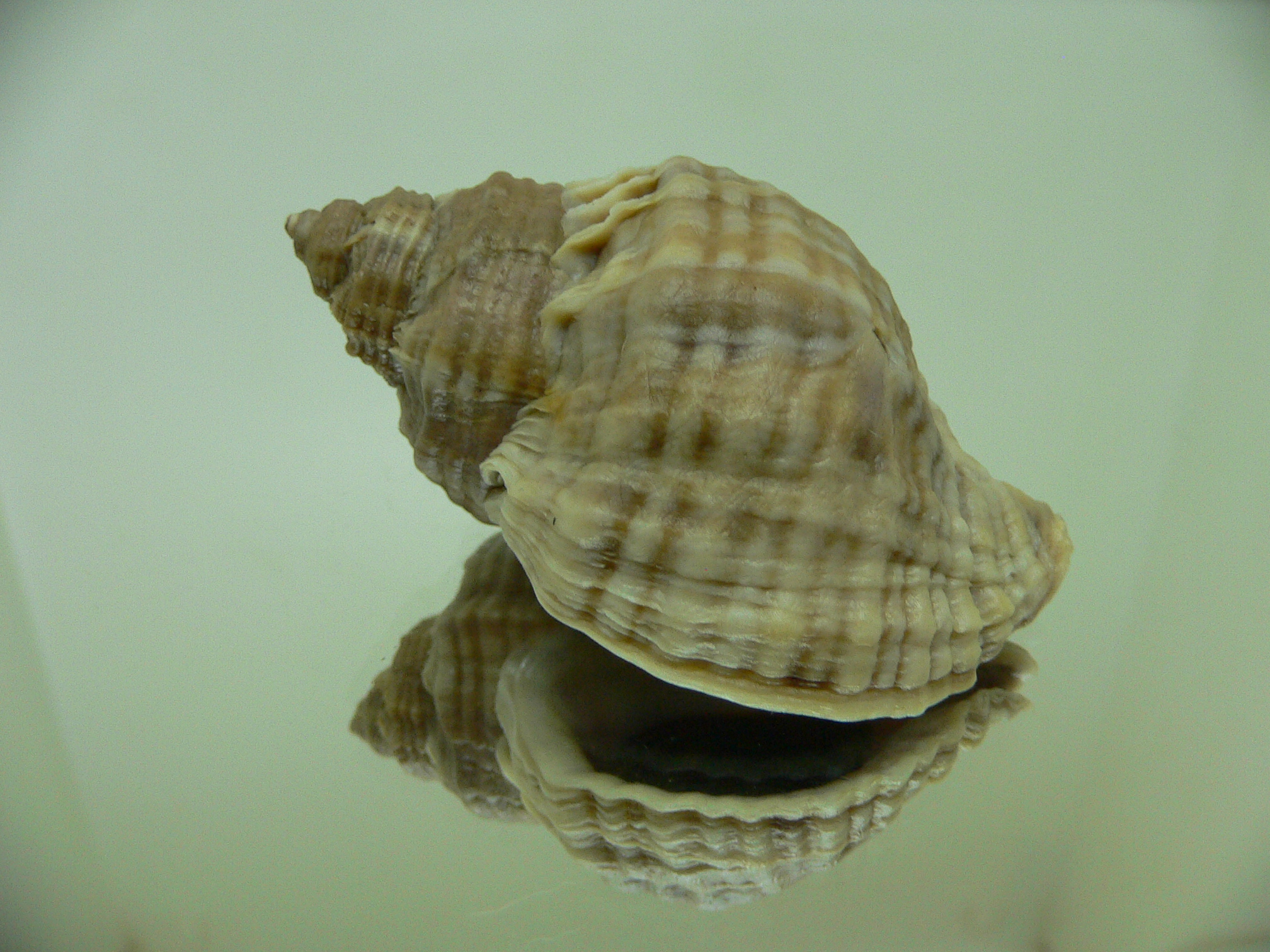 Nucella freycinetii alabaster BIG & TRANCVERSE KEELS