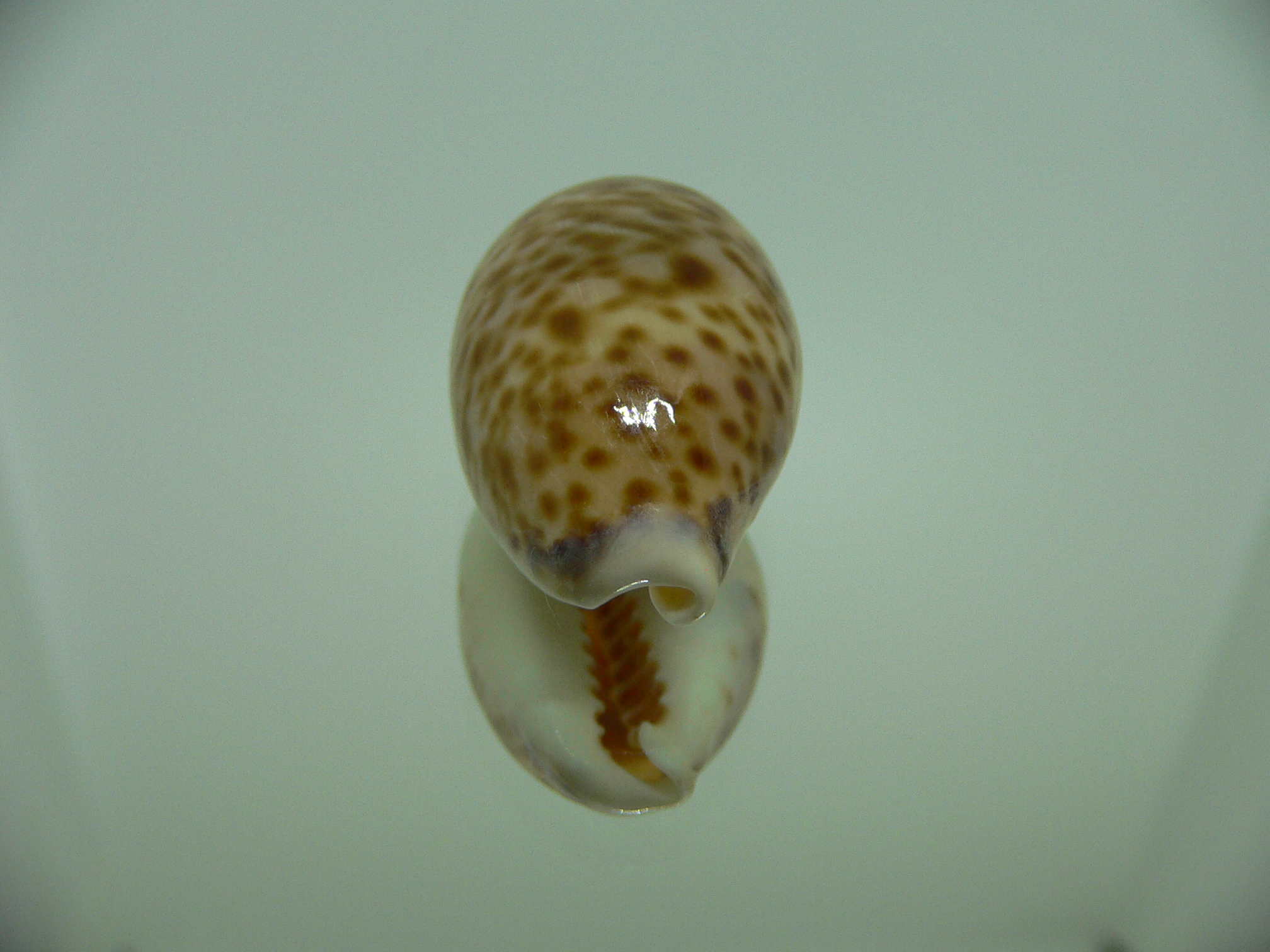 Cypraea lynx vanelli (var.) UNUSUAL