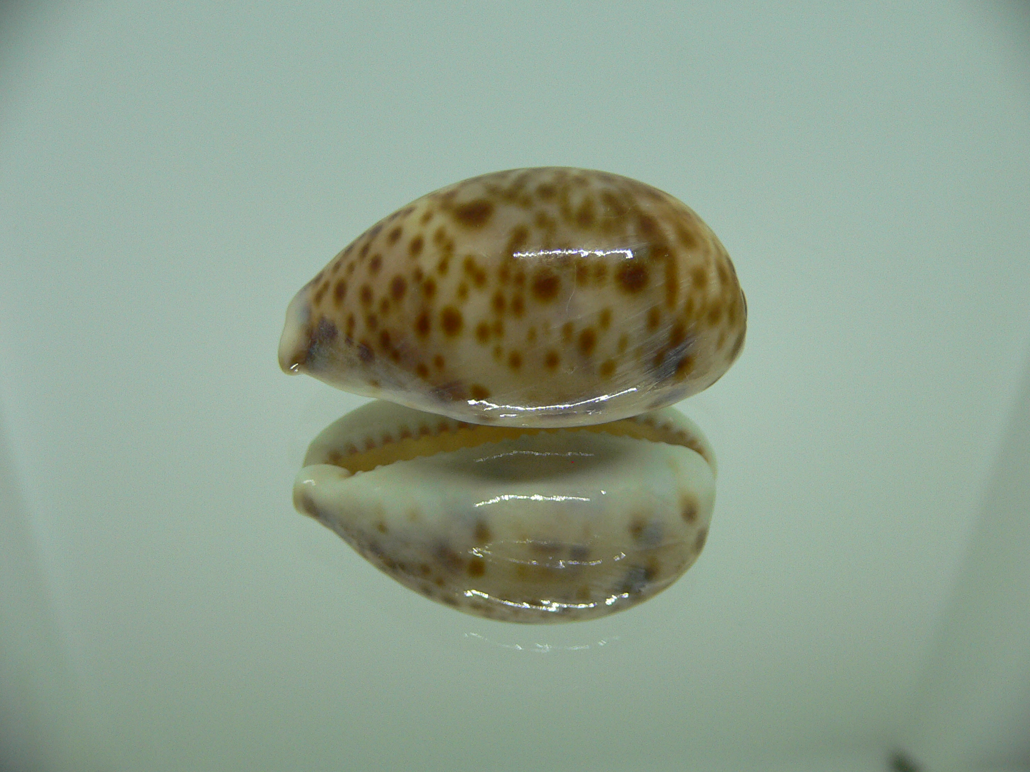 Cypraea lynx vanelli (var.) UNUSUAL