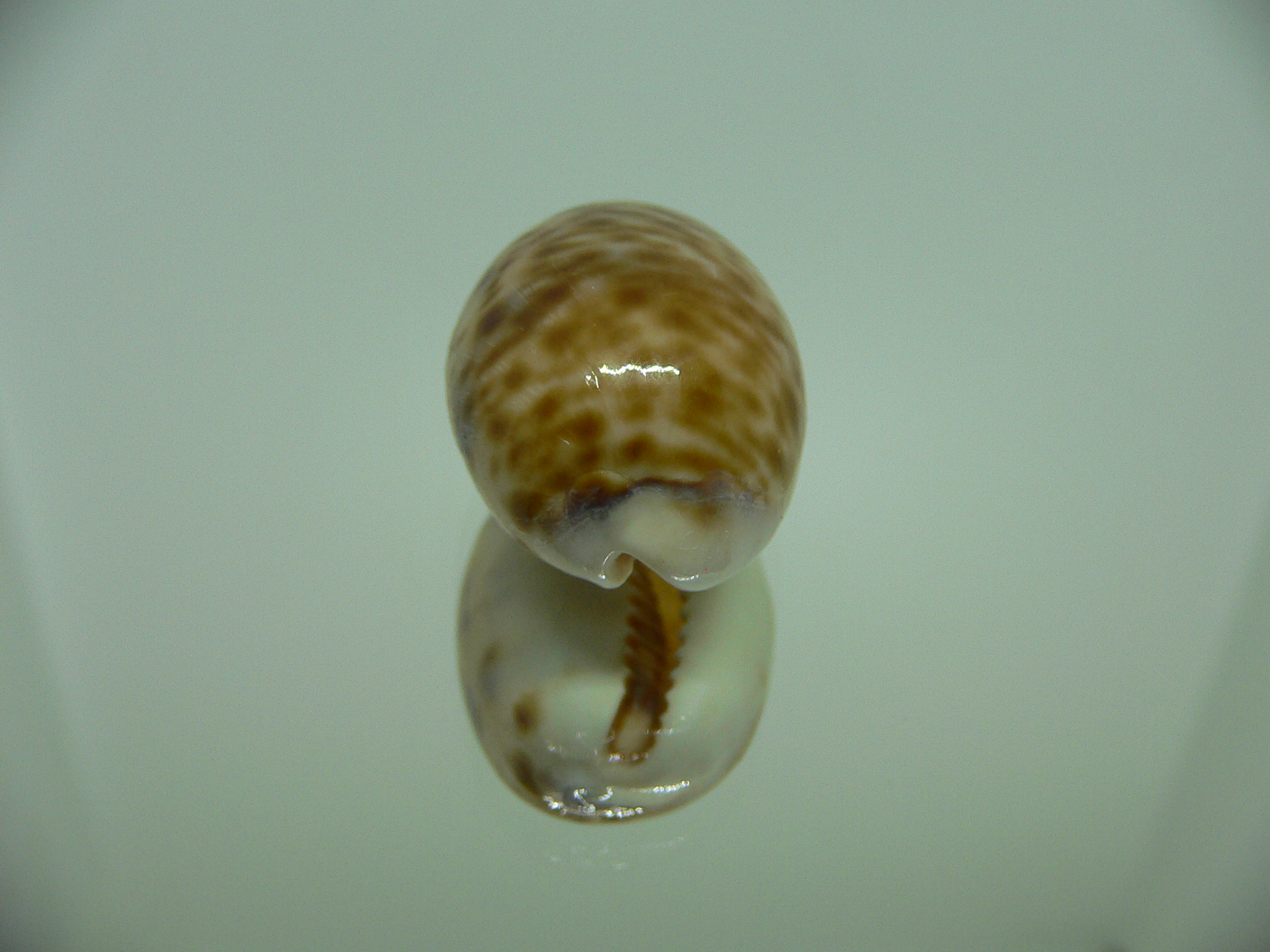 Cypraea lynx vanelli (var.) UNUSUAL