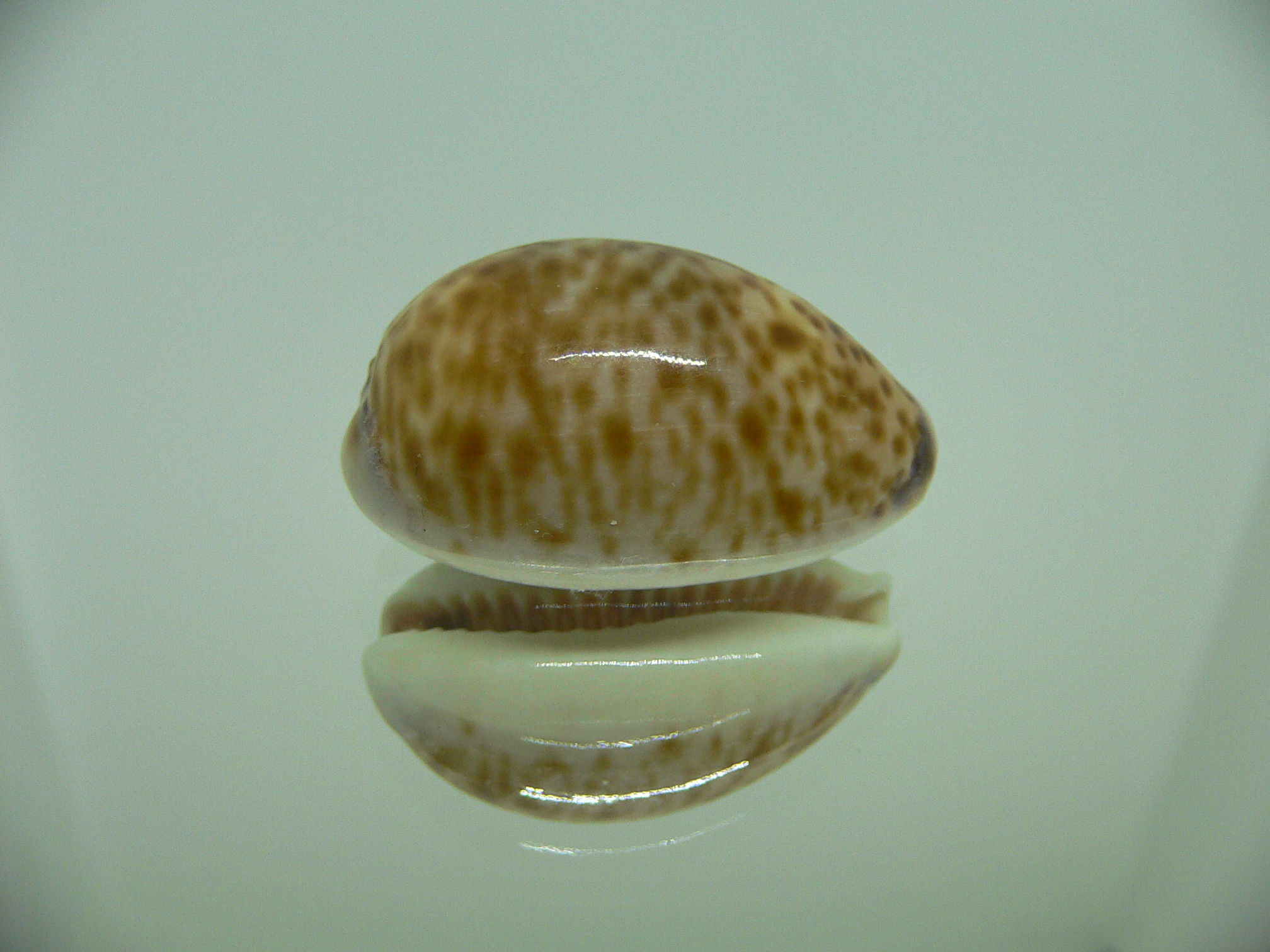 Cypraea lynx vanelli (var.) UNUSUAL