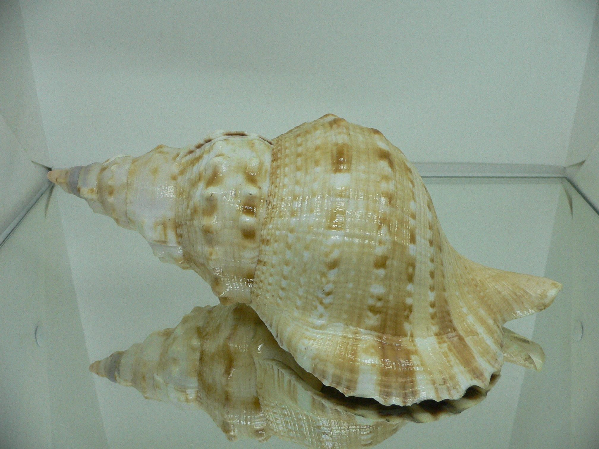 Charonia lampas sauliae (var.) BIG FEMALE