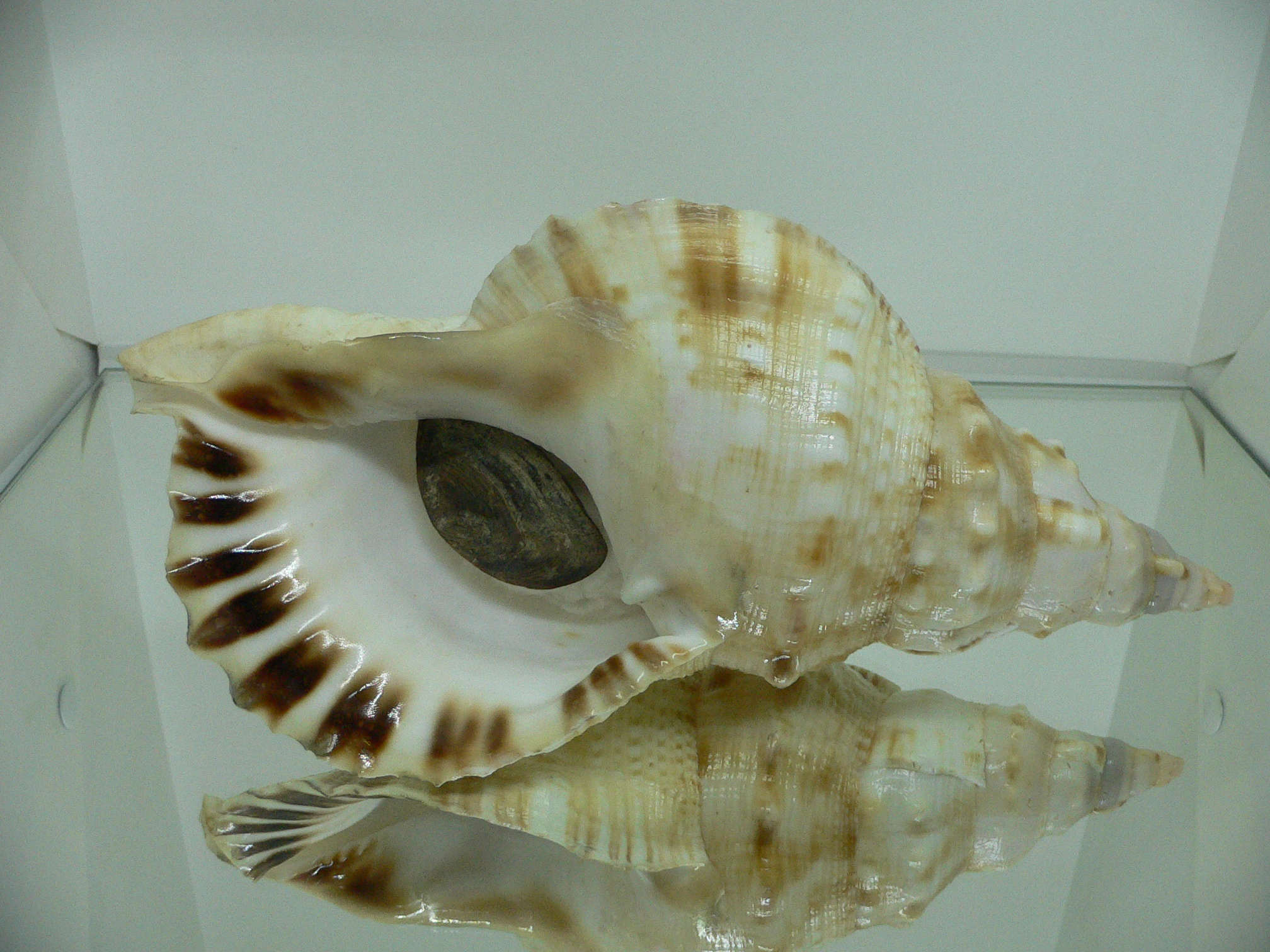 Charonia lampas sauliae (var.) BIG FEMALE