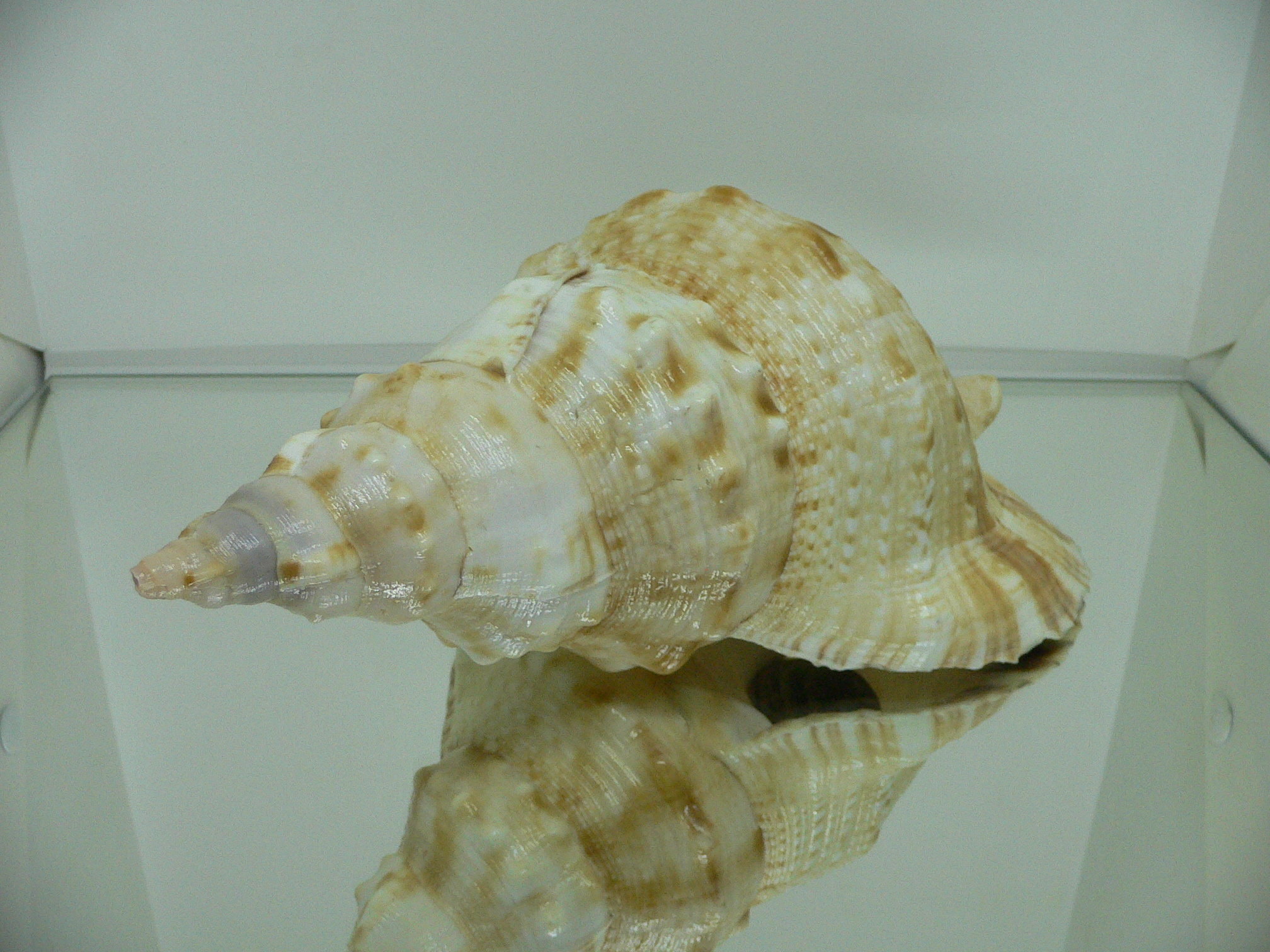Charonia lampas sauliae (var.) BIG FEMALE