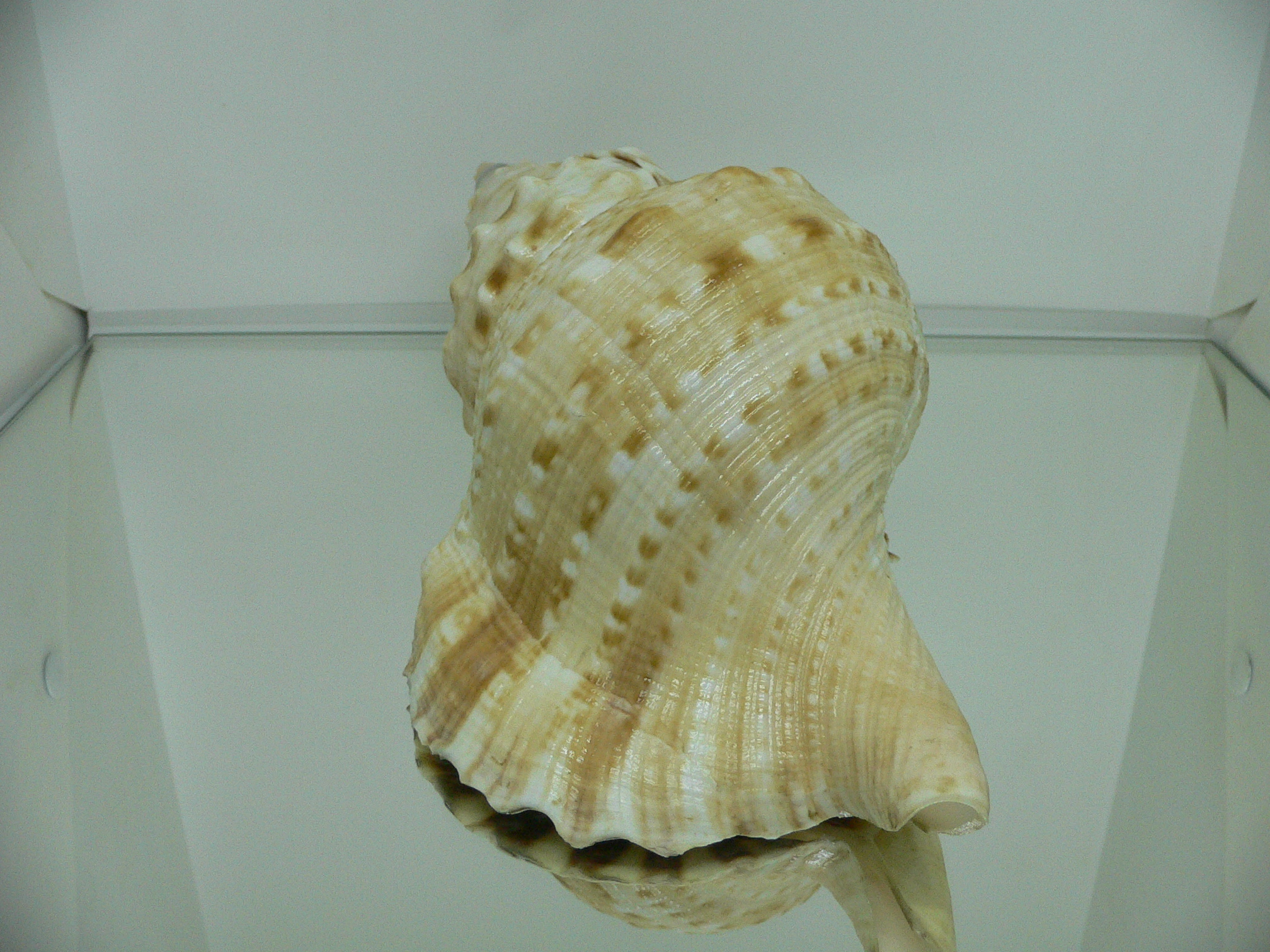 Charonia lampas sauliae (var.) BIG FEMALE