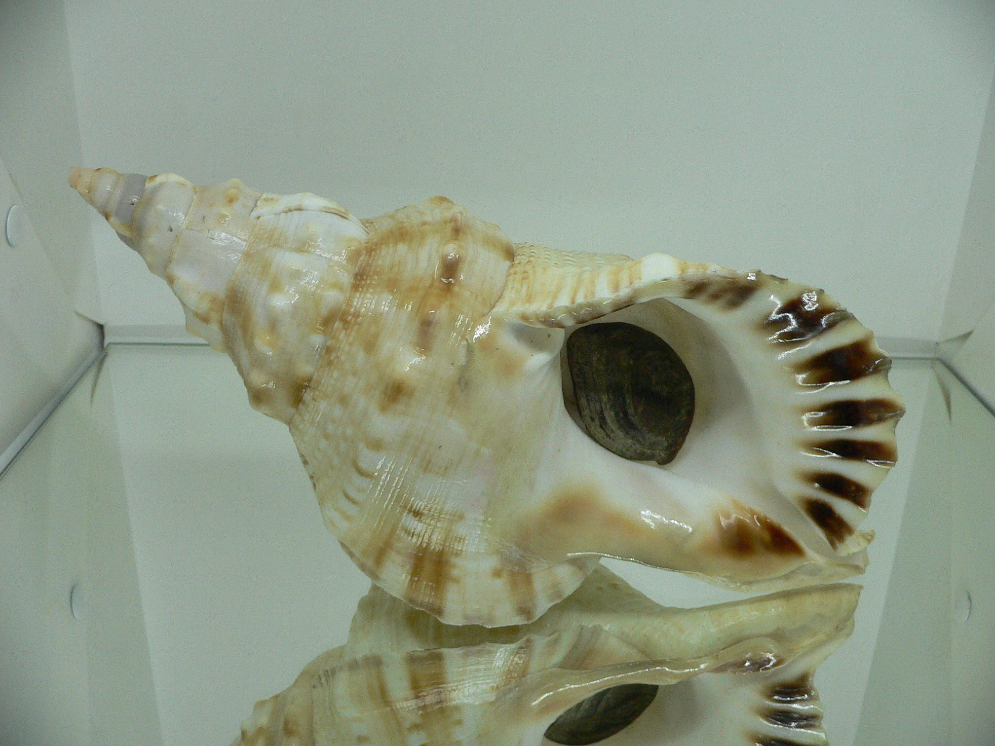 Charonia lampas sauliae (var.) BIG FEMALE