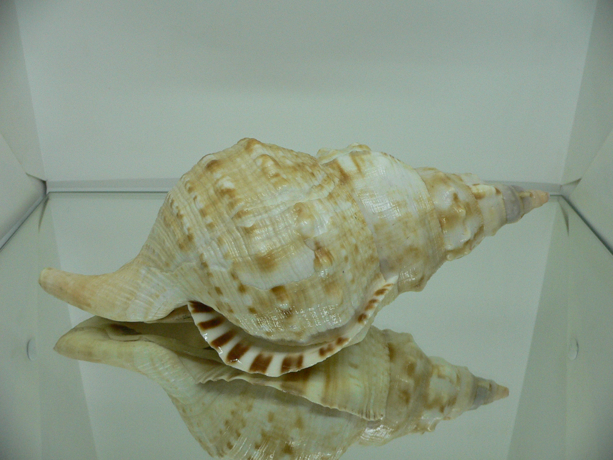 Charonia lampas sauliae (var.) BIG FEMALE
