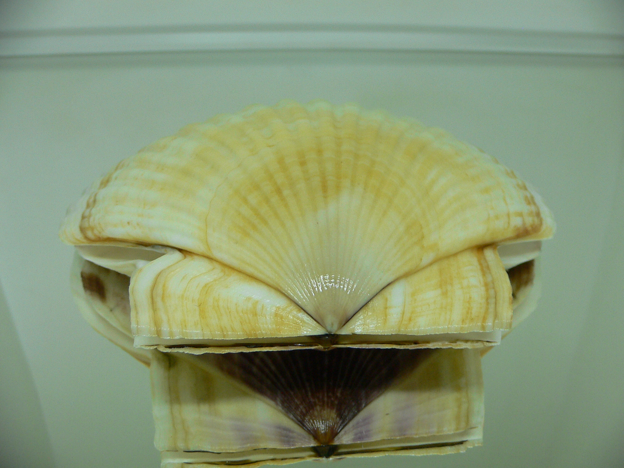 Patinopecten yessoensis TWO STRIP