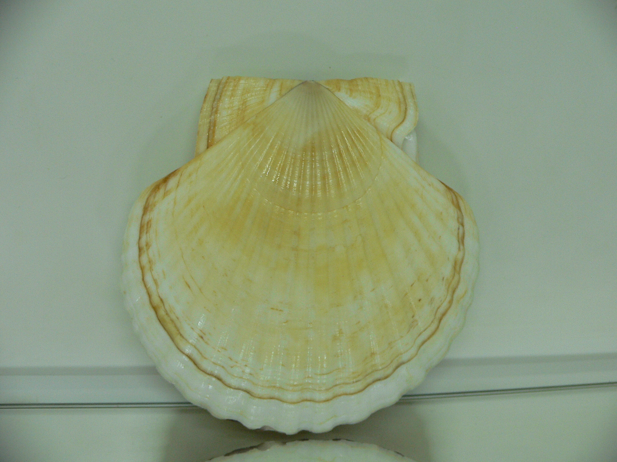 Patinopecten yessoensis TWO STRIP