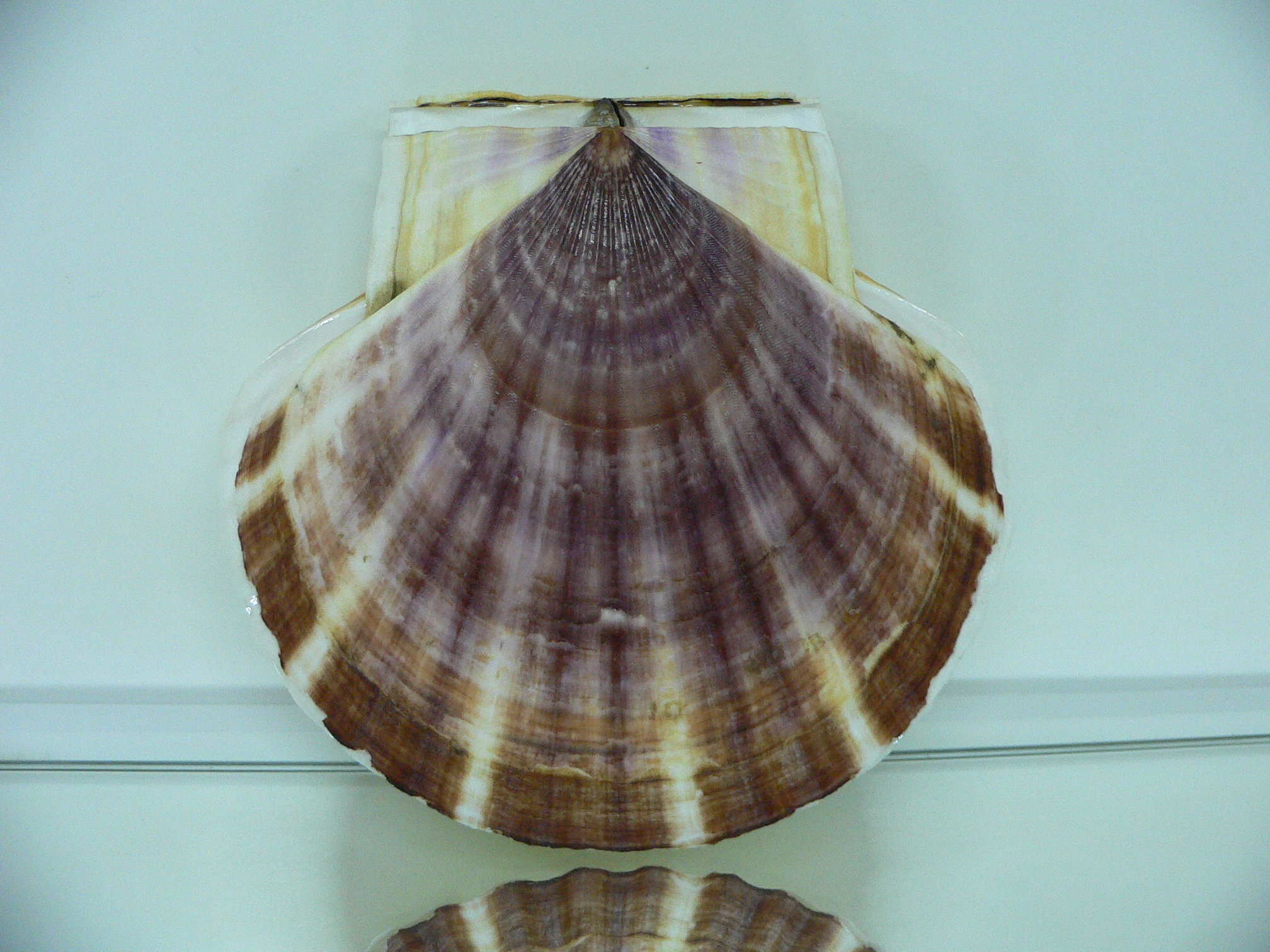 Patinopecten yessoensis TWO STRIP