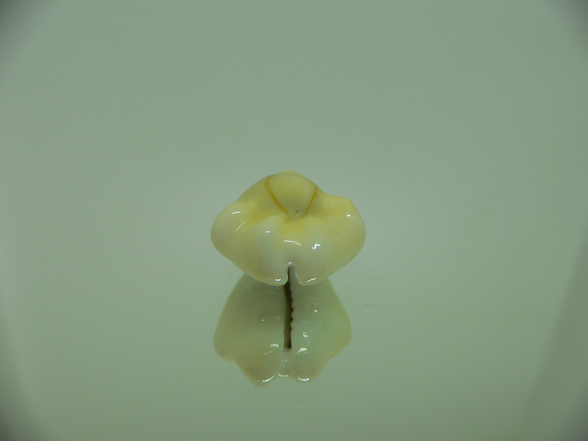 Cypraea moneta tuberculosa (var.) 5