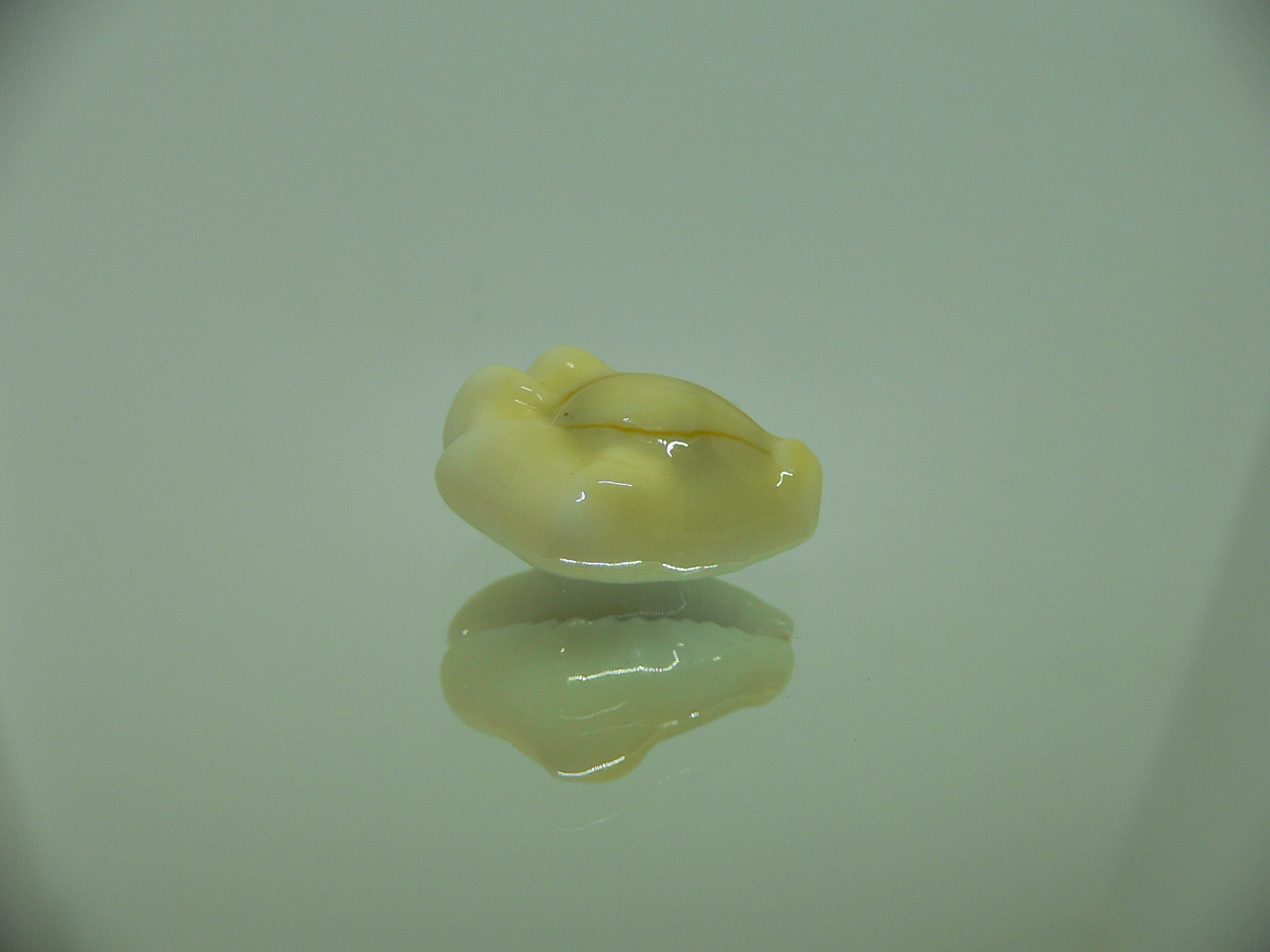 Cypraea moneta tuberculosa (var.) 5