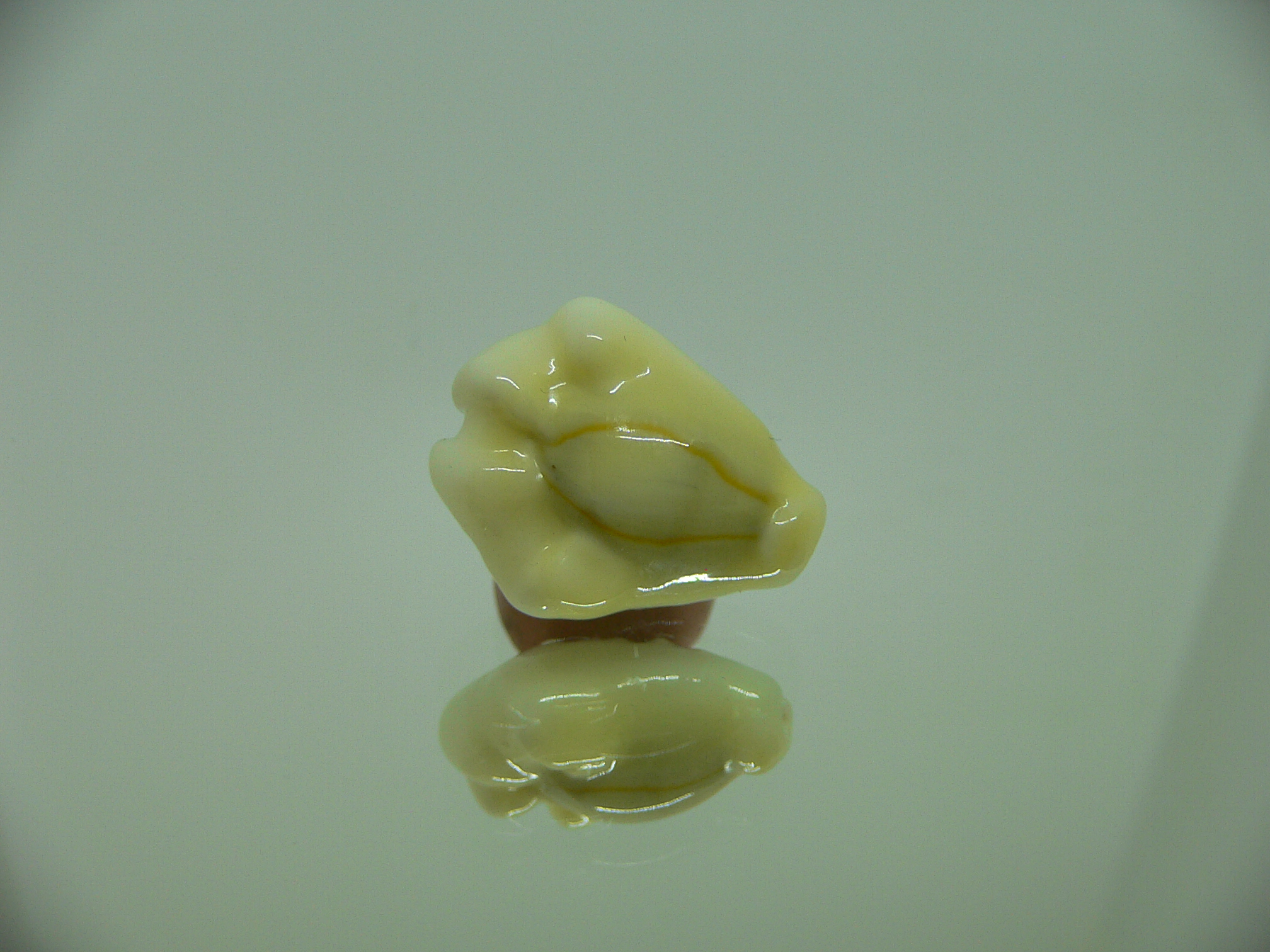 Cypraea moneta tuberculosa (var.) 5