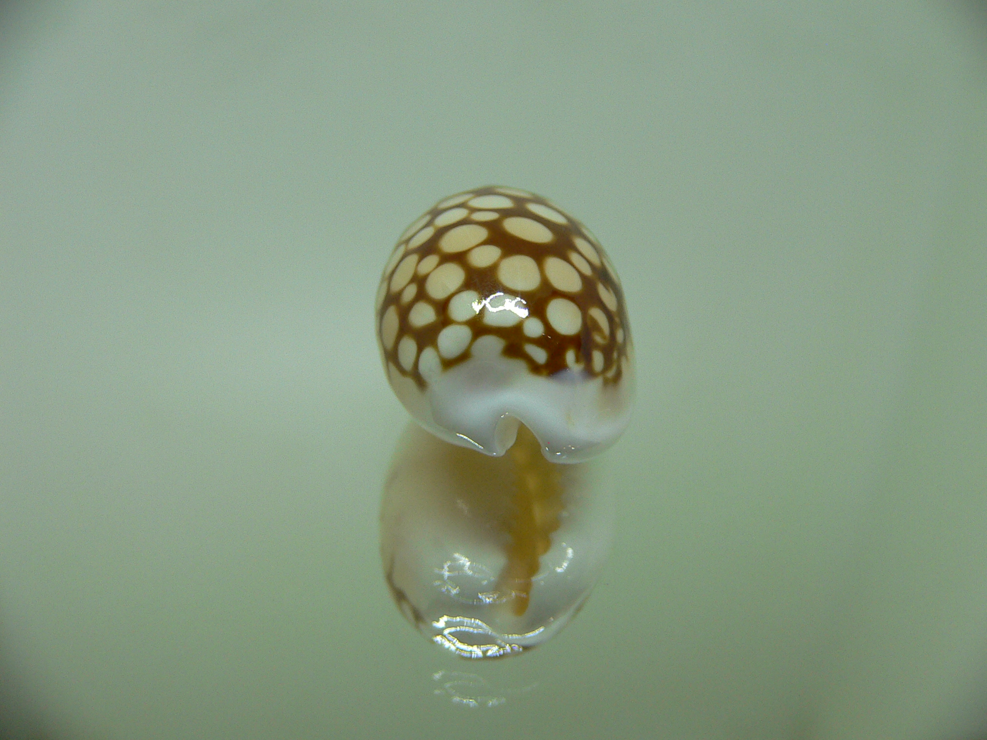 Cribrarula comma setepausensis (var.) STAINS on the BASE