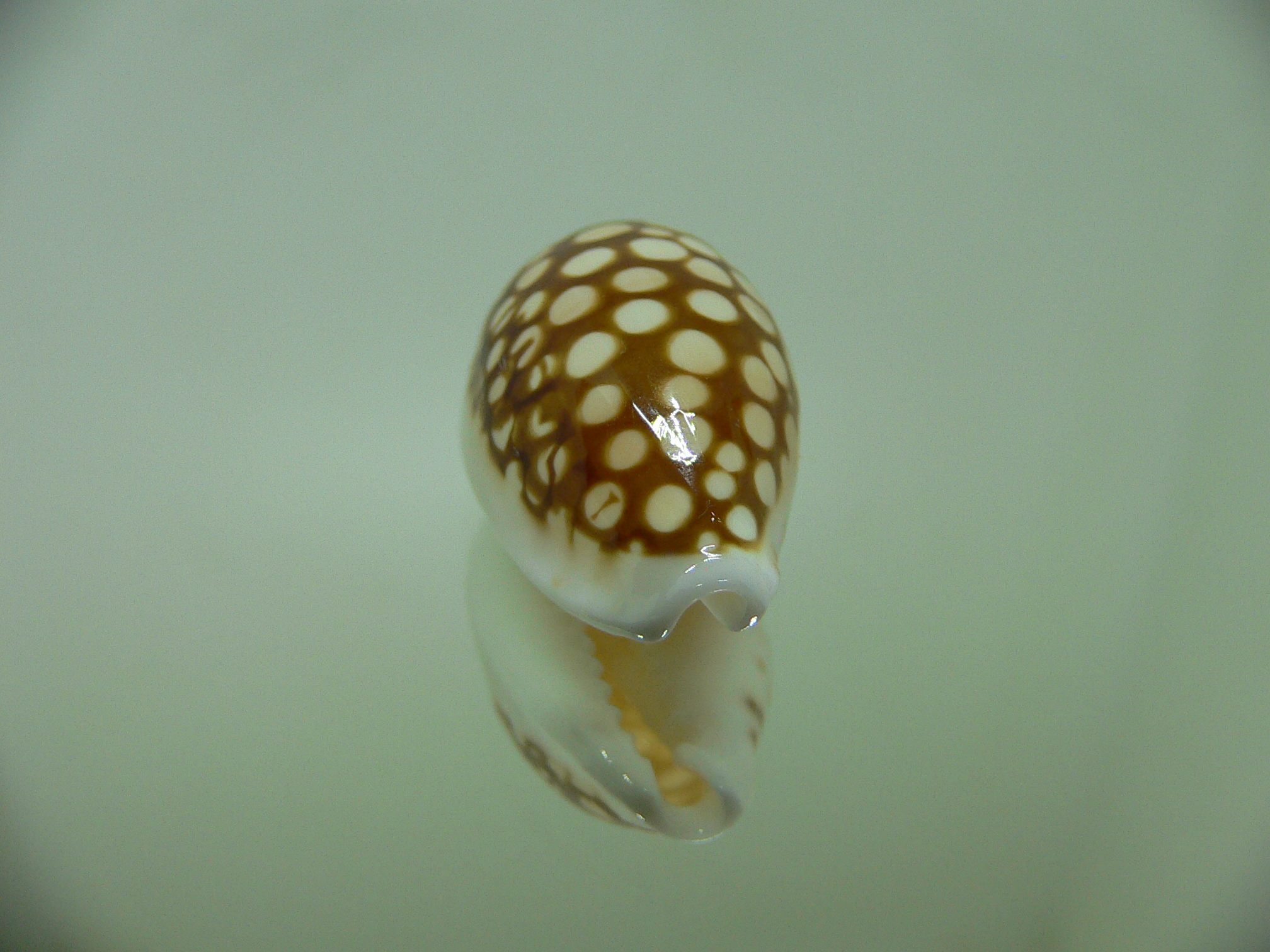 Cribrarula comma setepausensis (var.) STAINS on the BASE