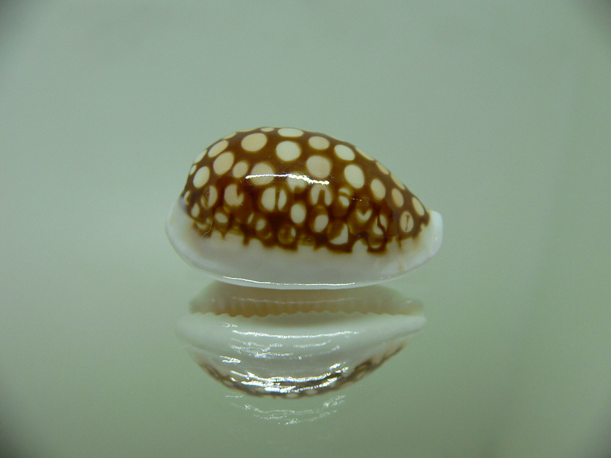 Cribrarula comma setepausensis (var.) STAINS on the BASE