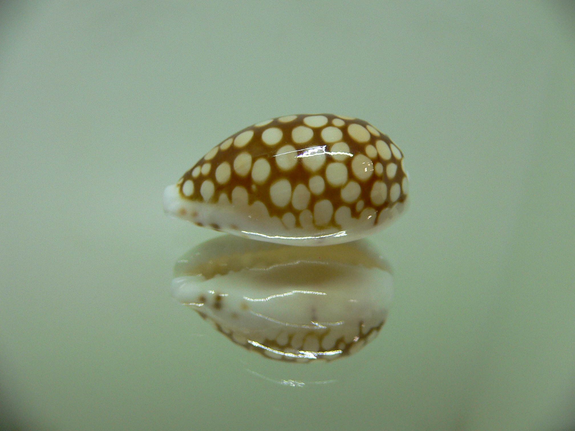 Cribrarula comma setepausensis (var.) STAINS on the BASE