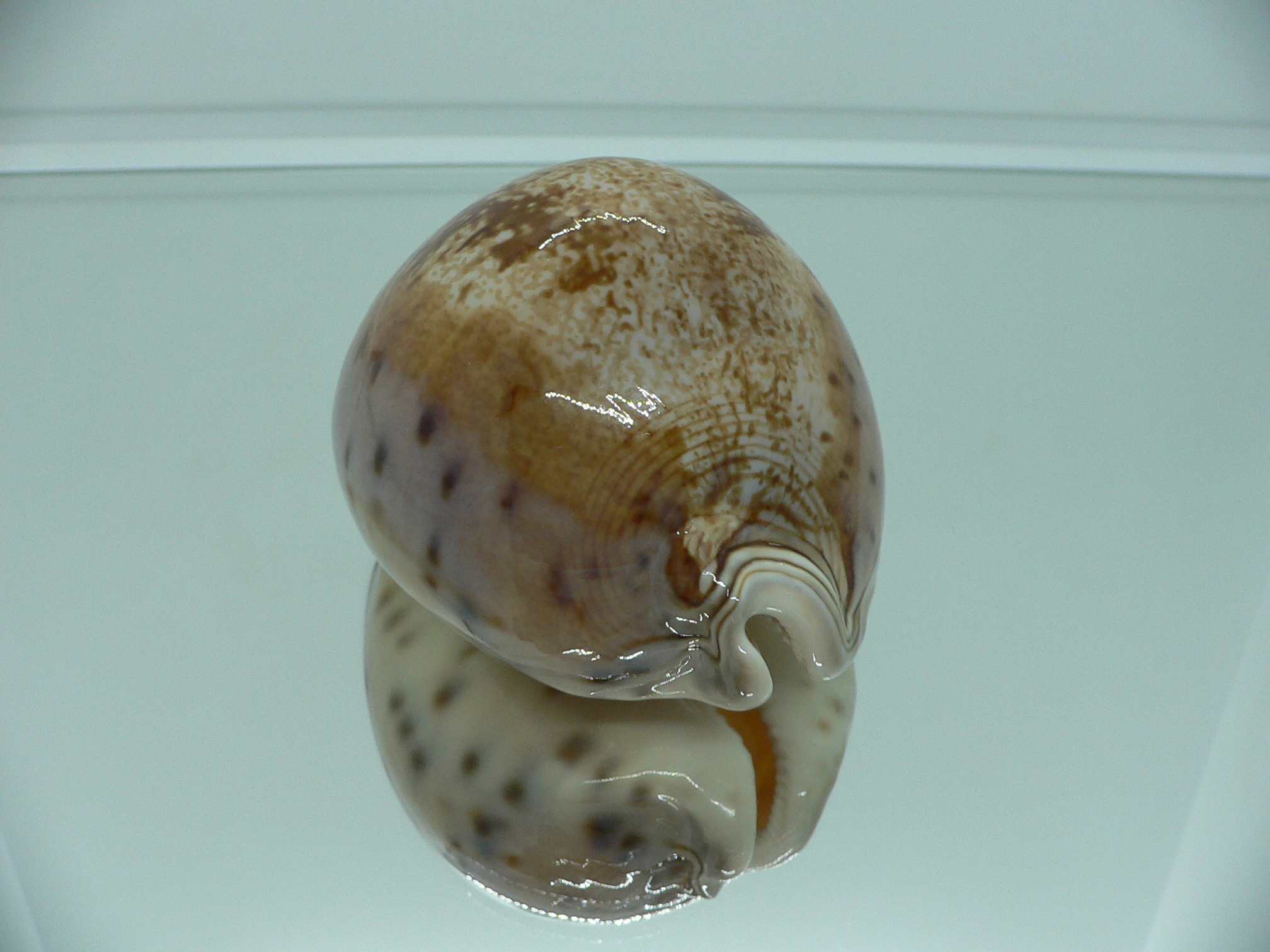 Cypraea valentia IDEAL