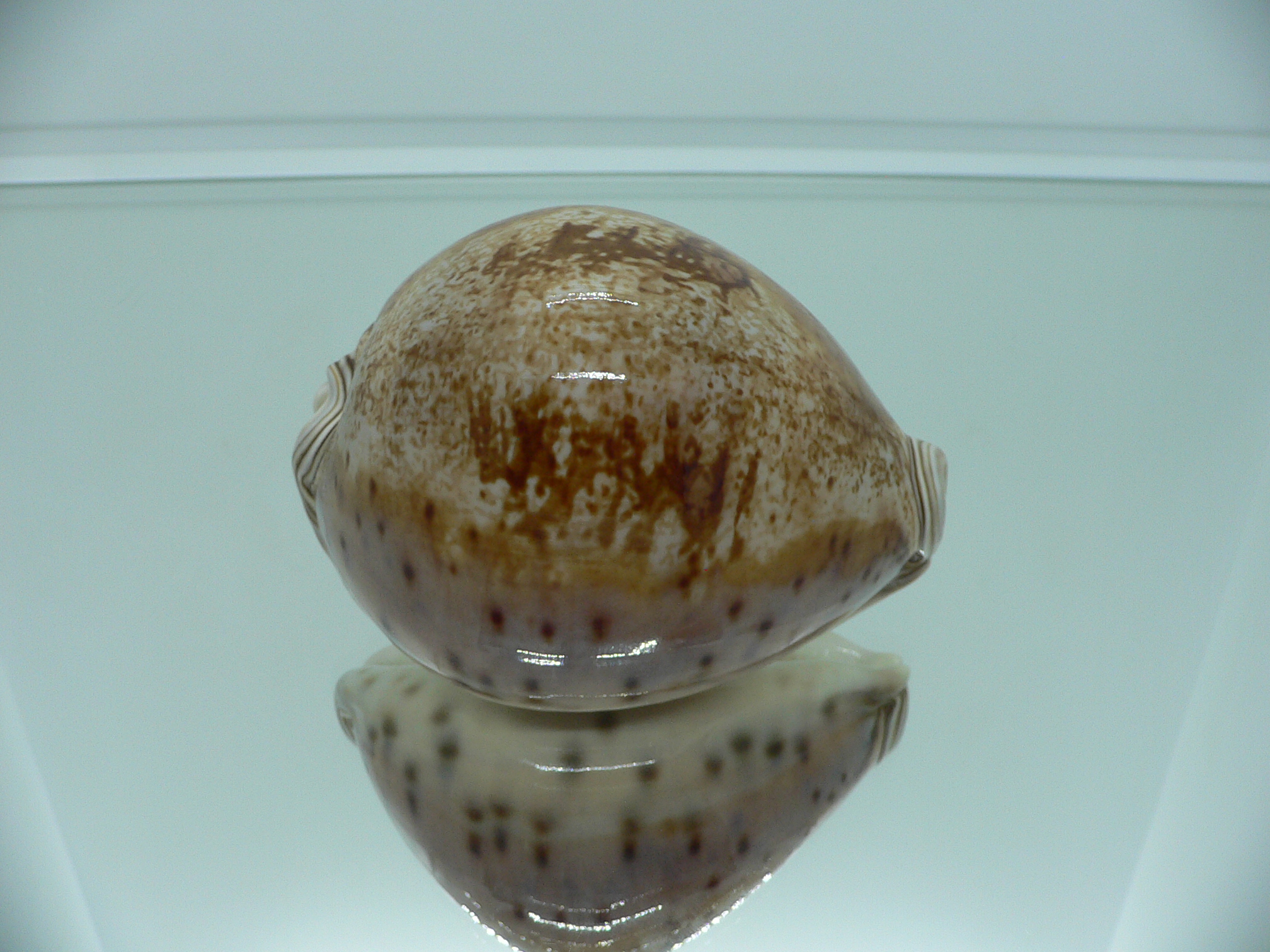 Cypraea valentia IDEAL