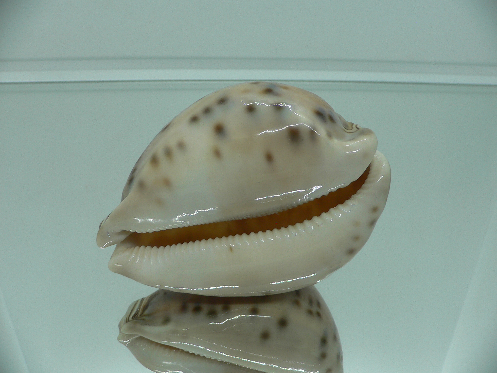Cypraea valentia IDEAL
