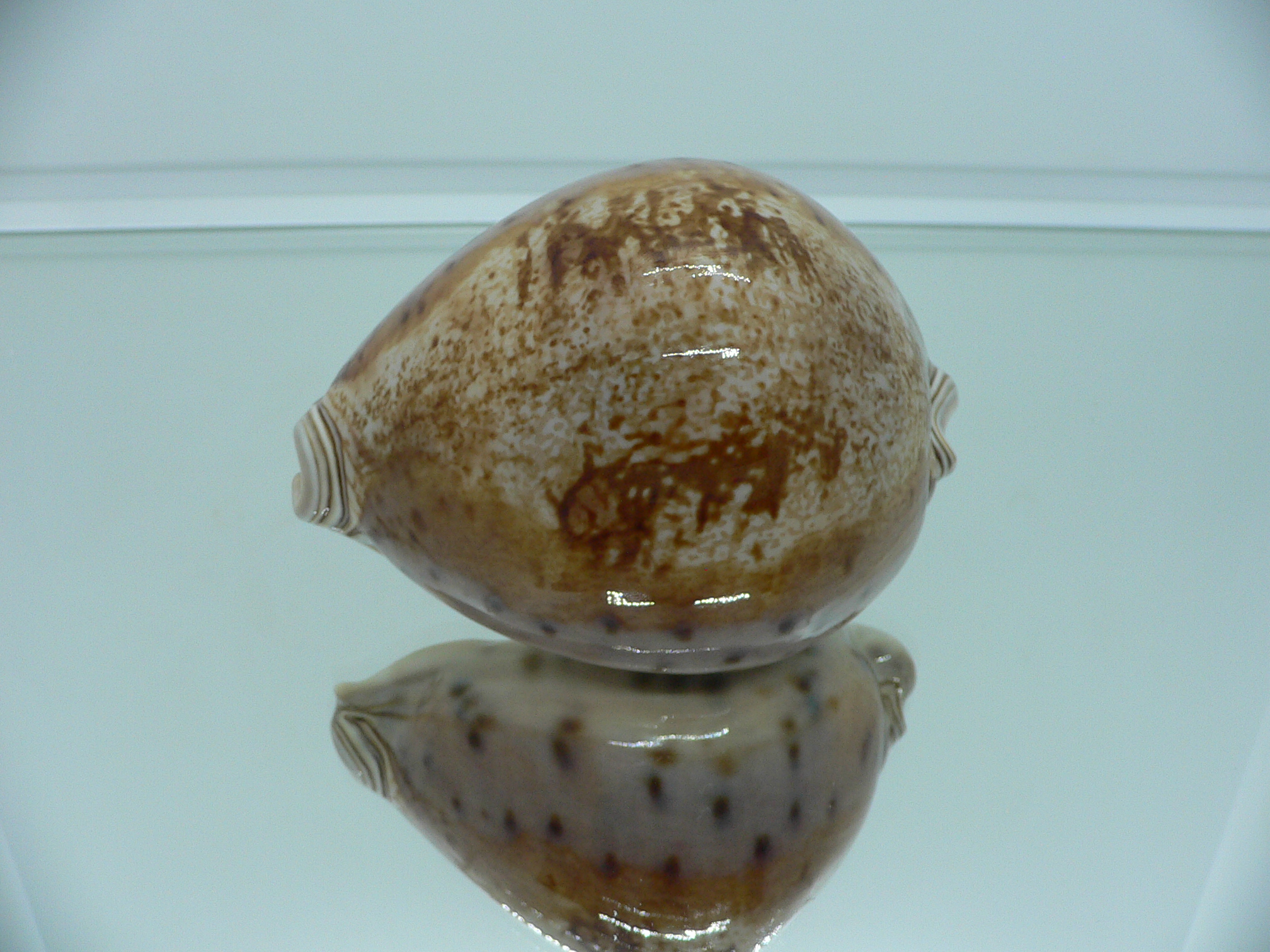 Cypraea valentia IDEAL