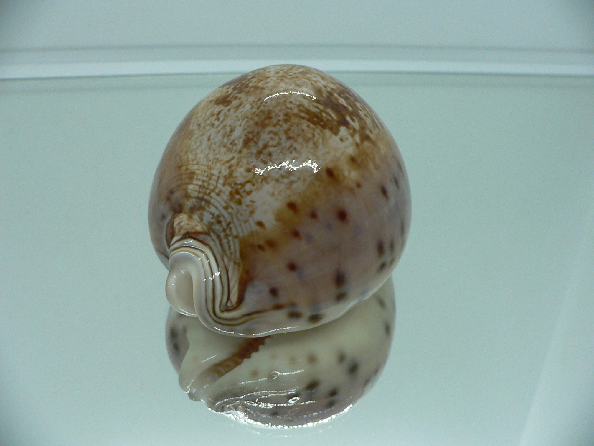 Cypraea valentia IDEAL