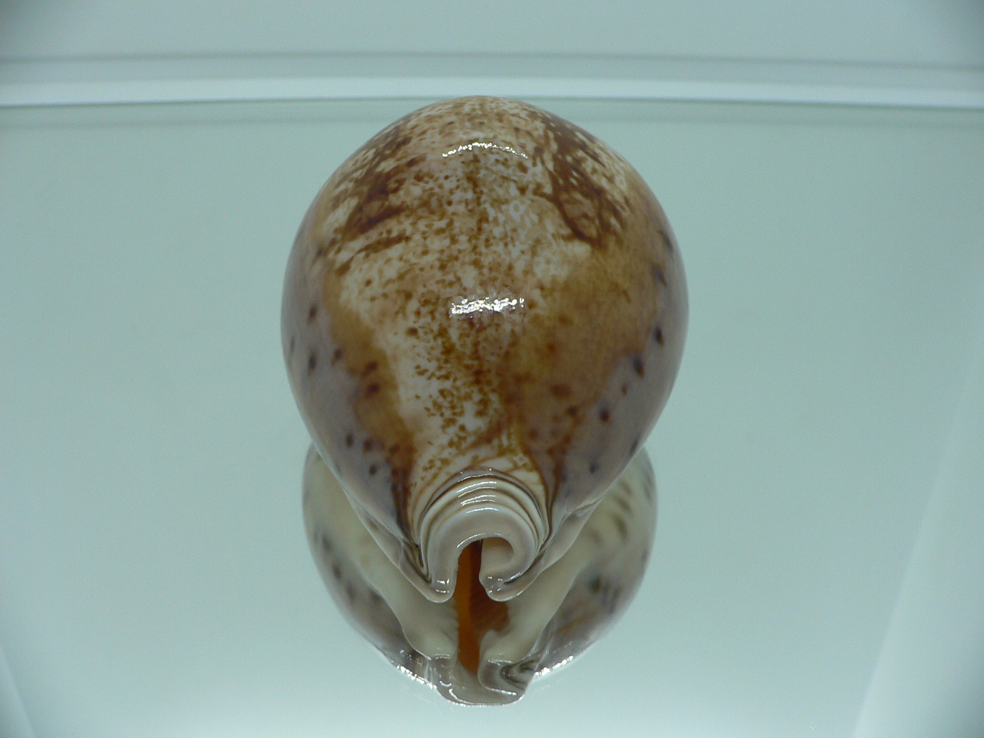 Cypraea valentia IDEAL