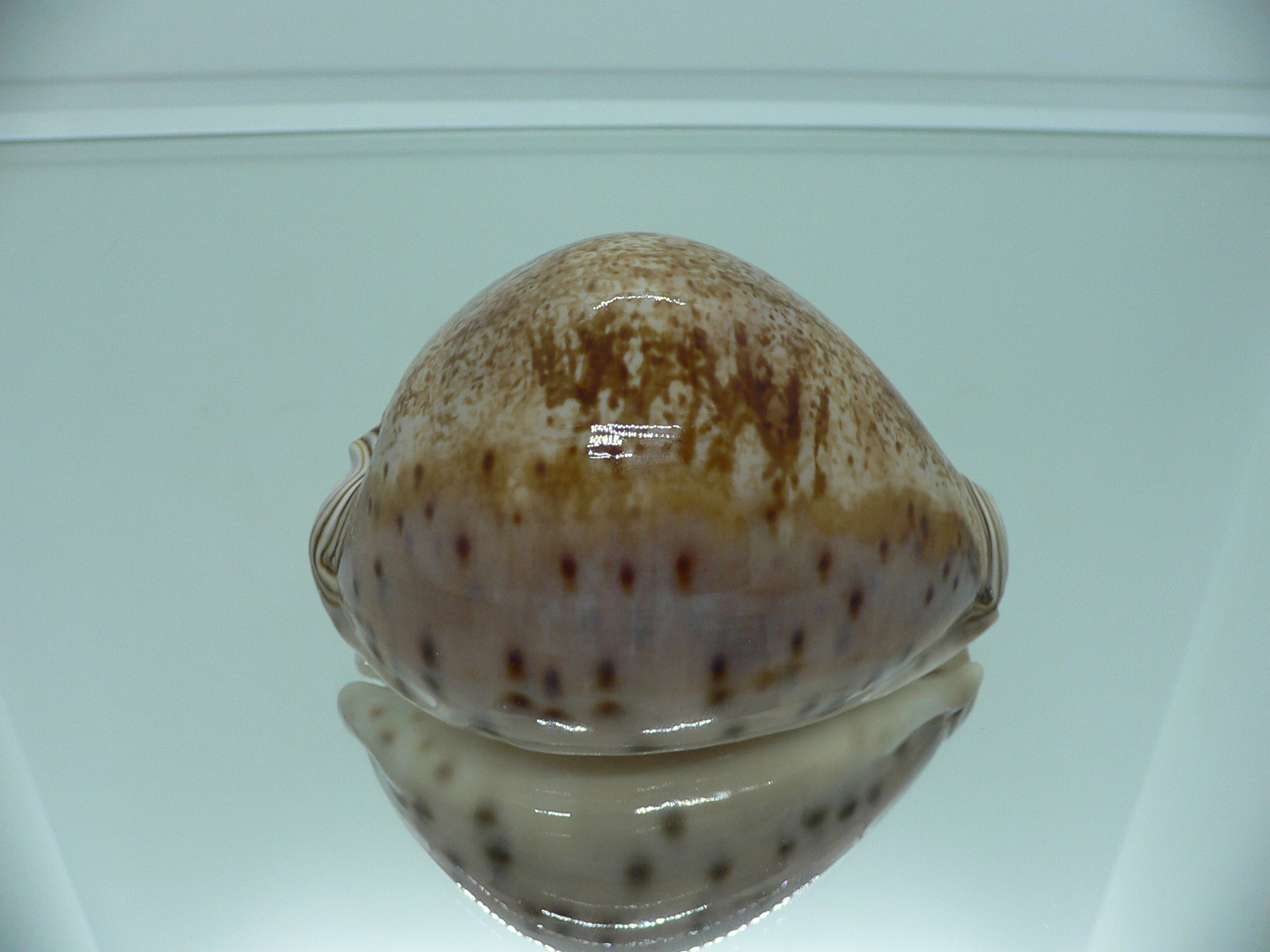 Cypraea valentia IDEAL