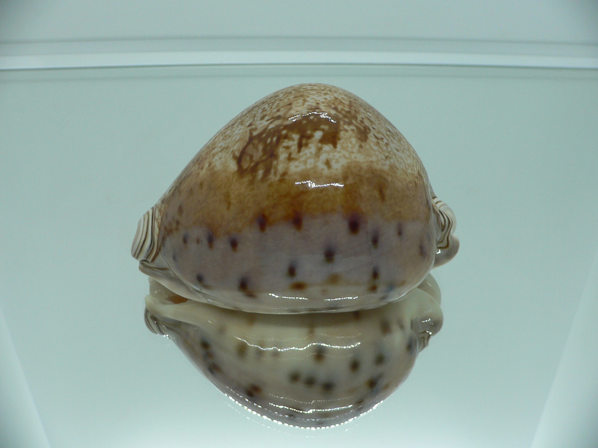 Cypraea valentia IDEAL