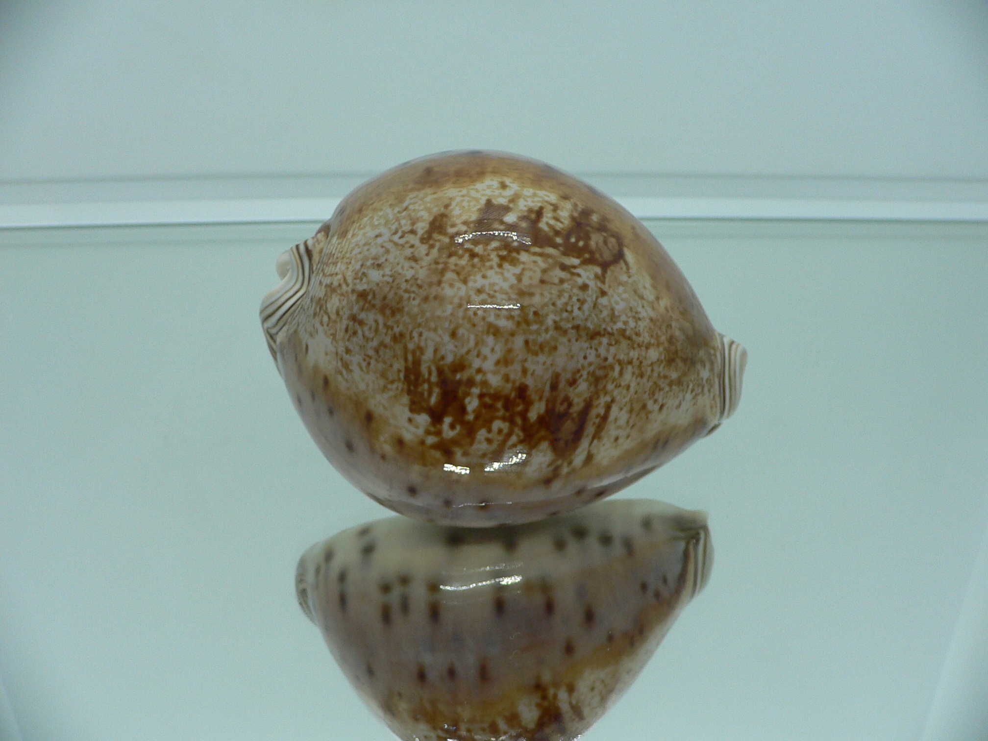 Cypraea valentia IDEAL