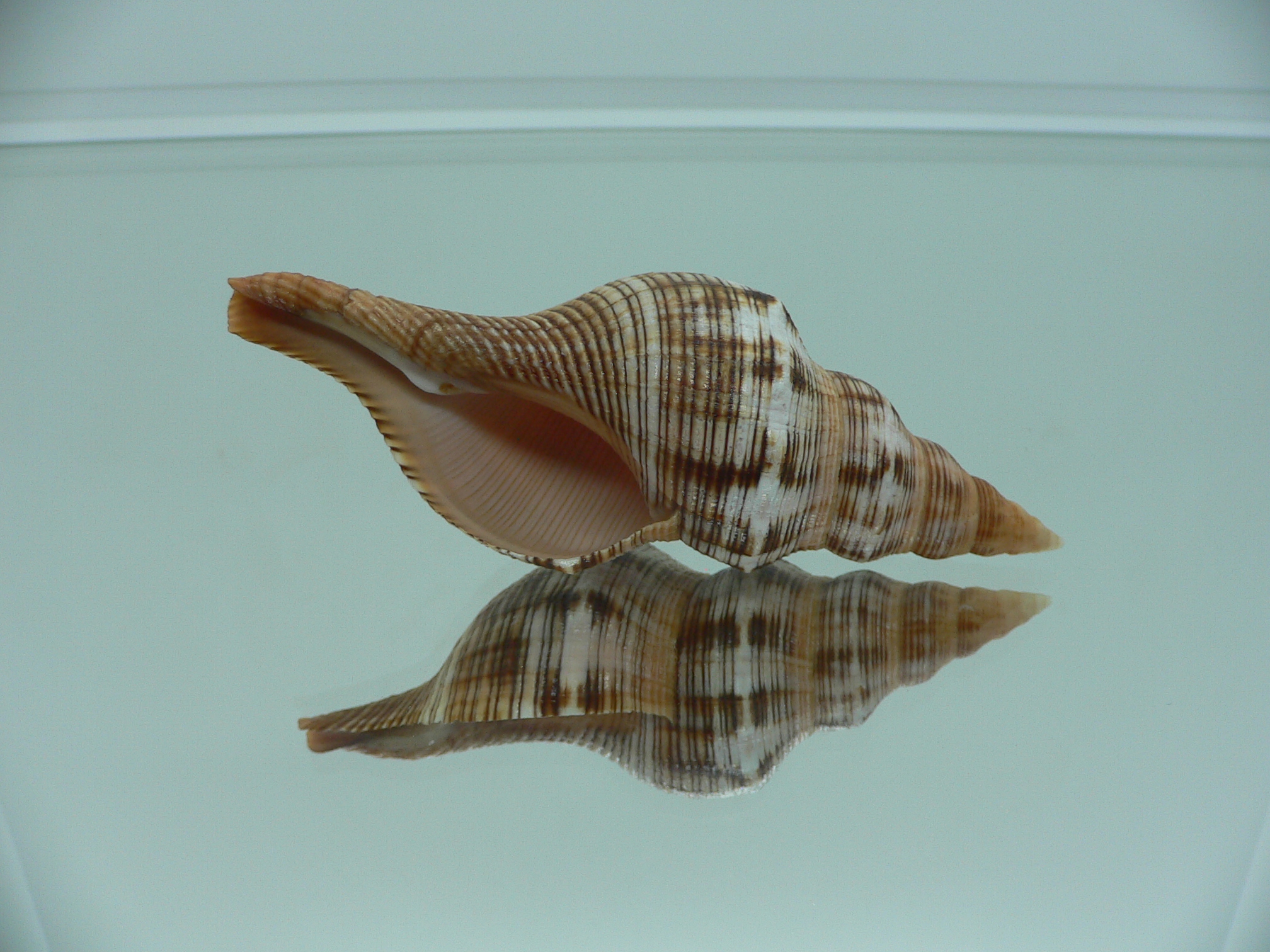 Filifusus filamentosus HILLY