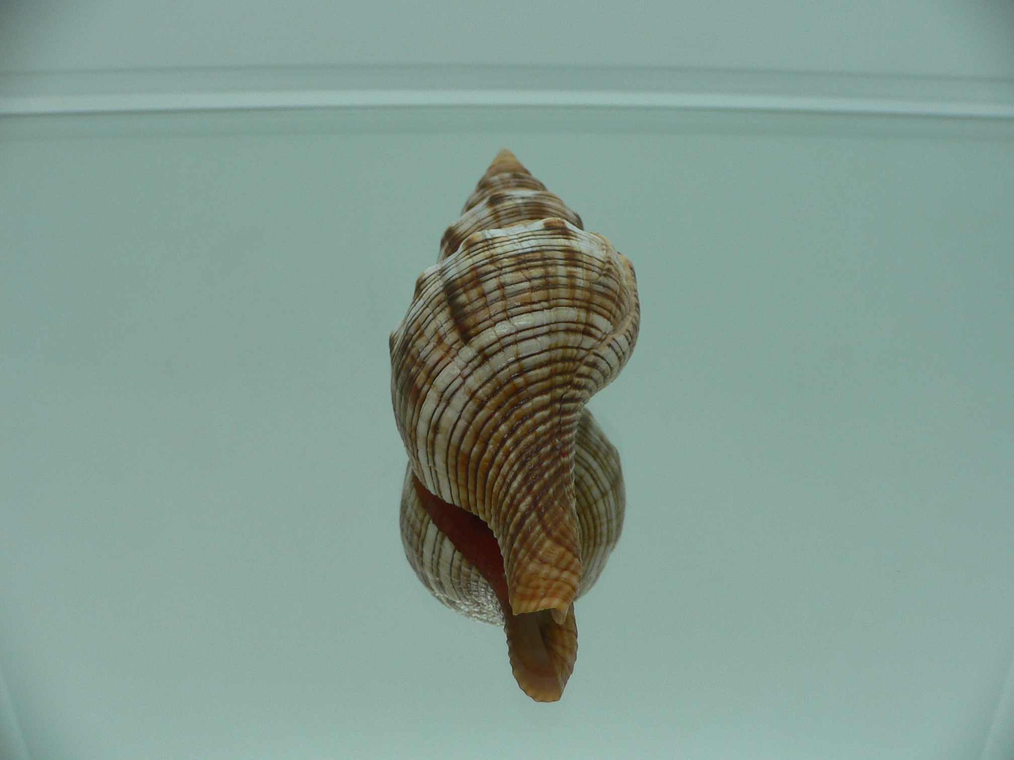 Filifusus filamentosus HILLY