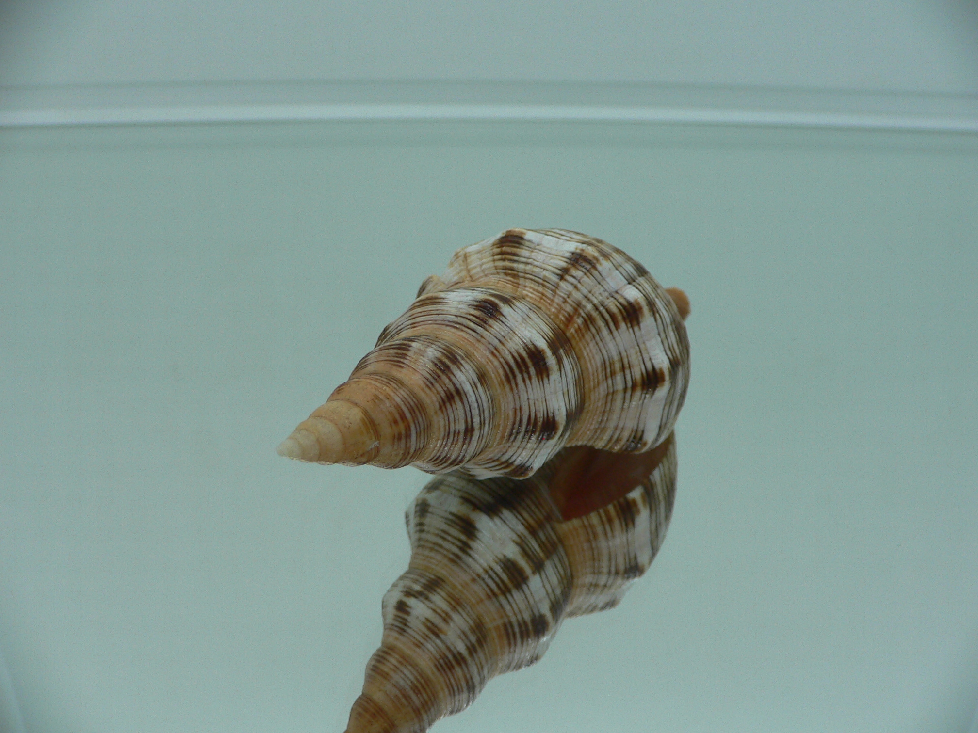 Filifusus filamentosus HILLY