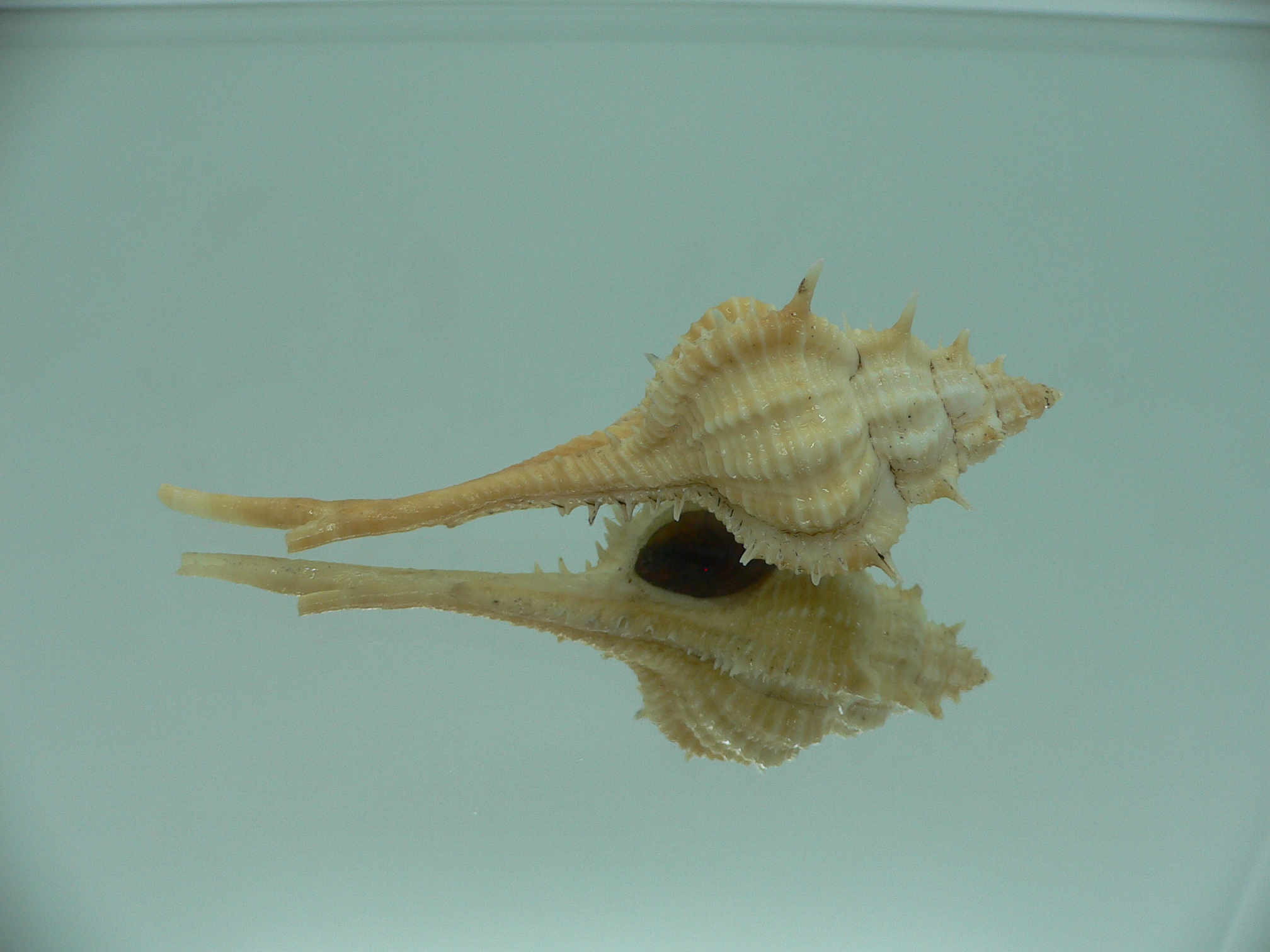 Vokesimurex mindanaoensis BICOLOR