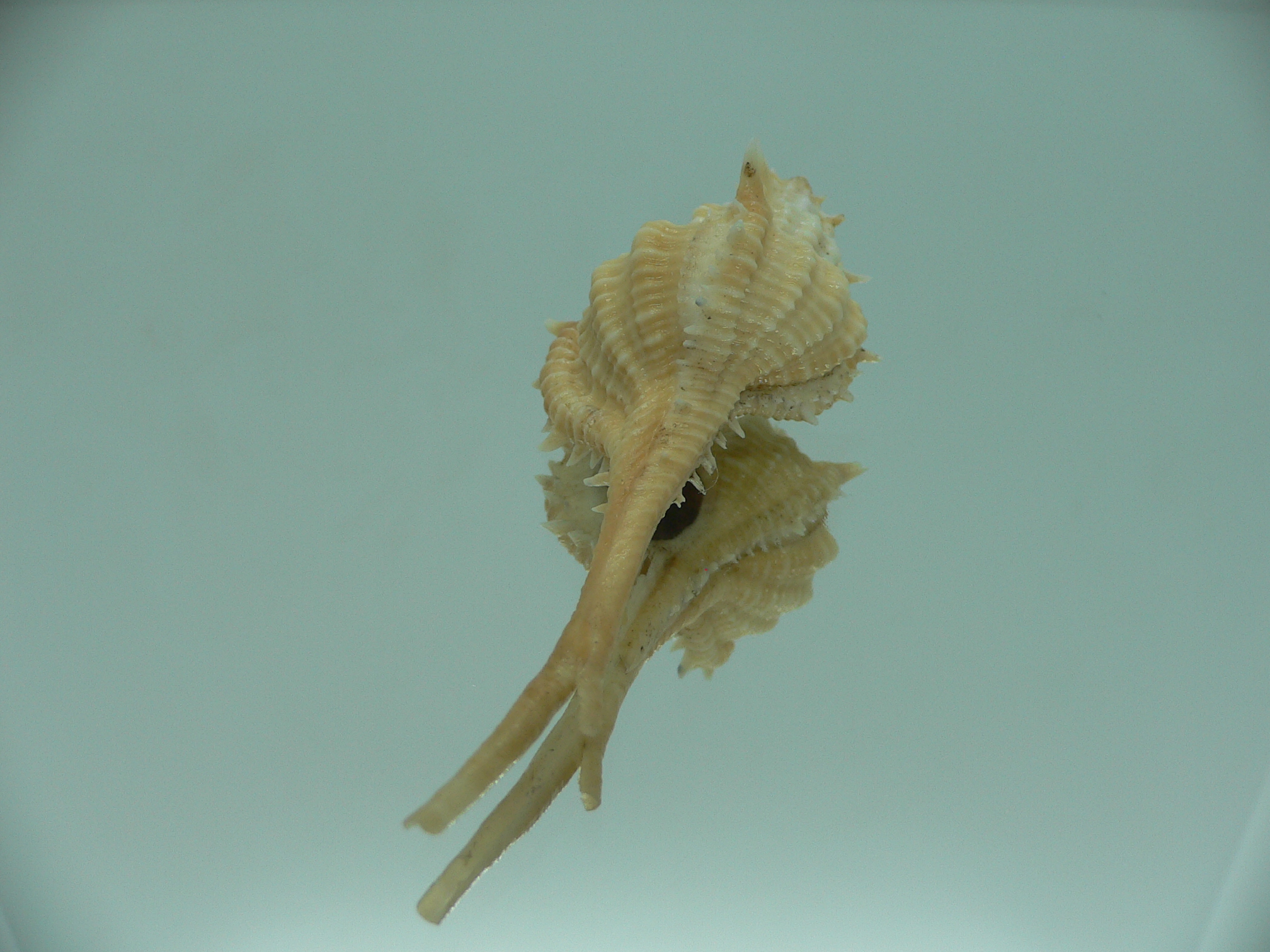 Vokesimurex mindanaoensis BICOLOR