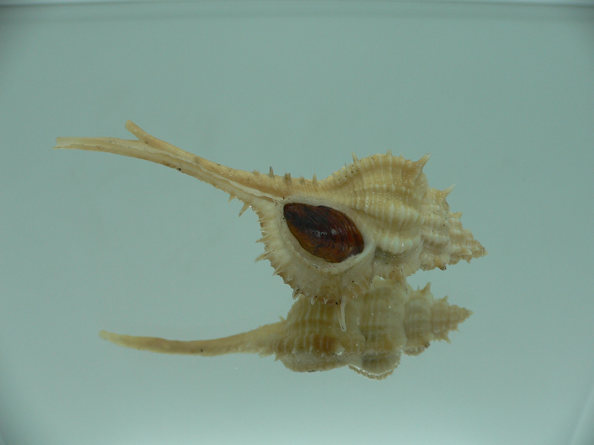 Vokesimurex mindanaoensis BICOLOR