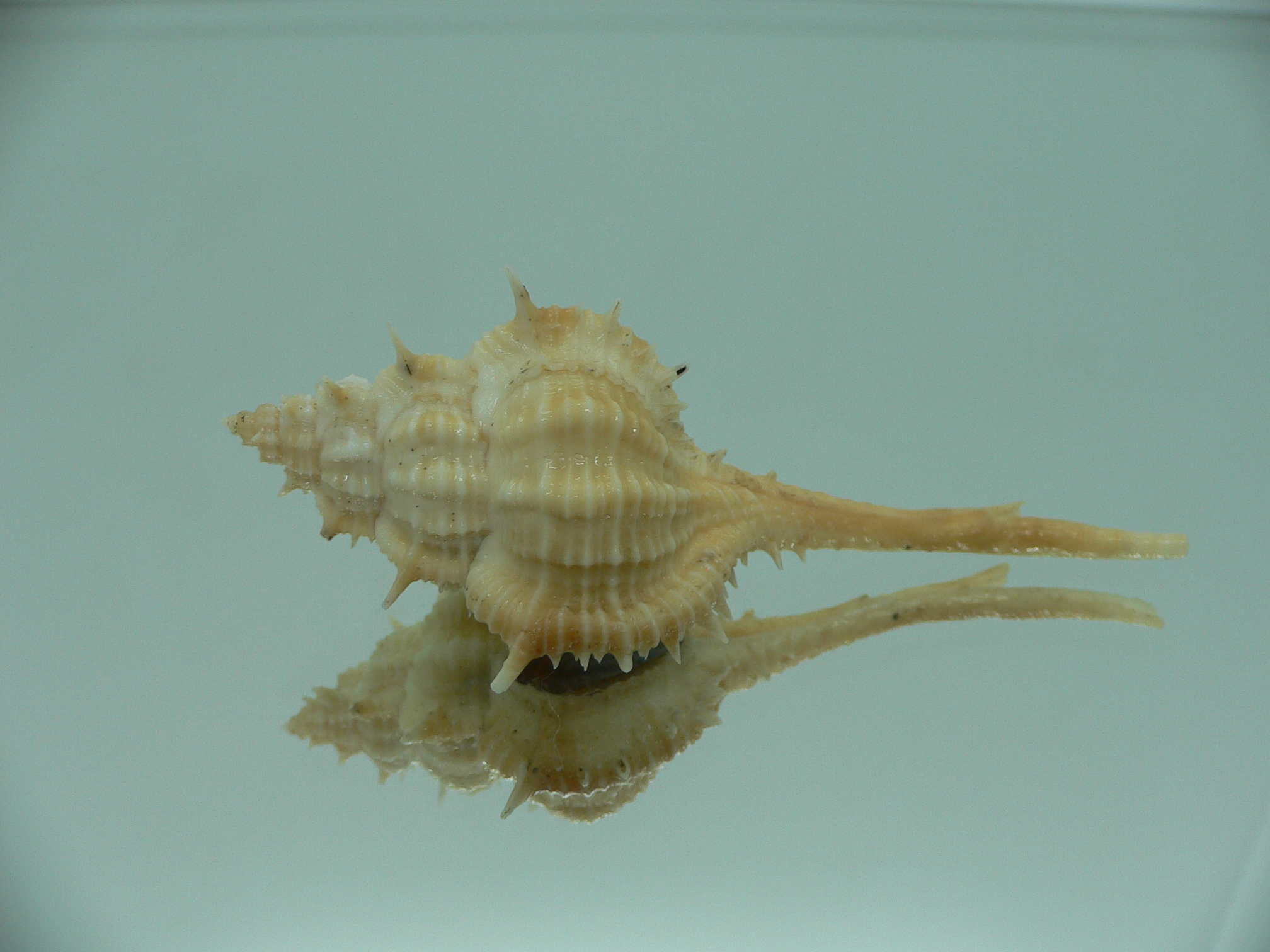 Vokesimurex mindanaoensis BICOLOR