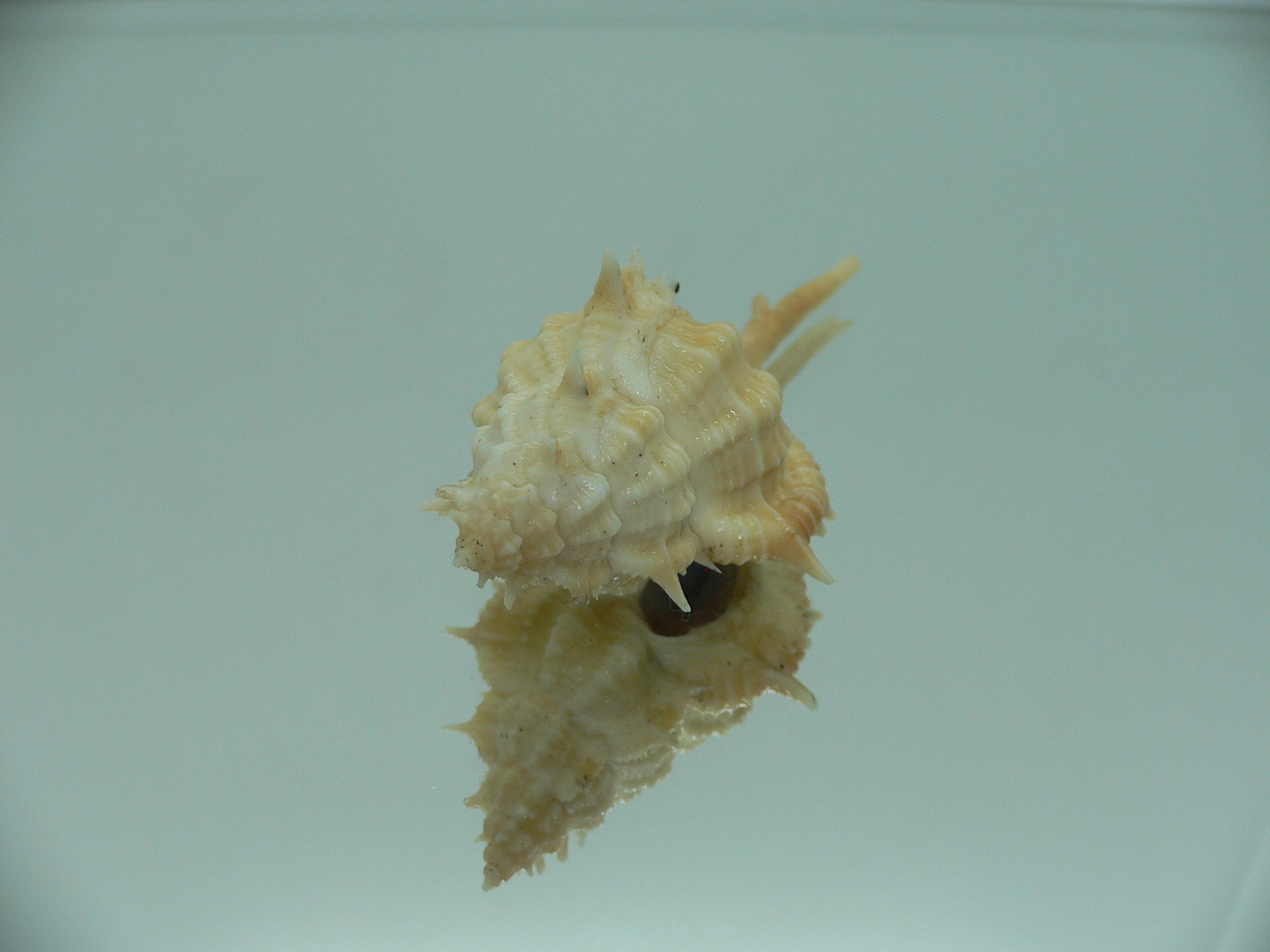 Vokesimurex mindanaoensis BICOLOR