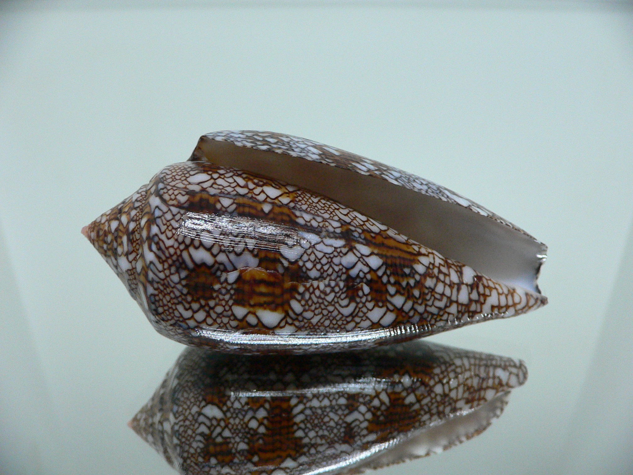 Conus textile VERY DARK