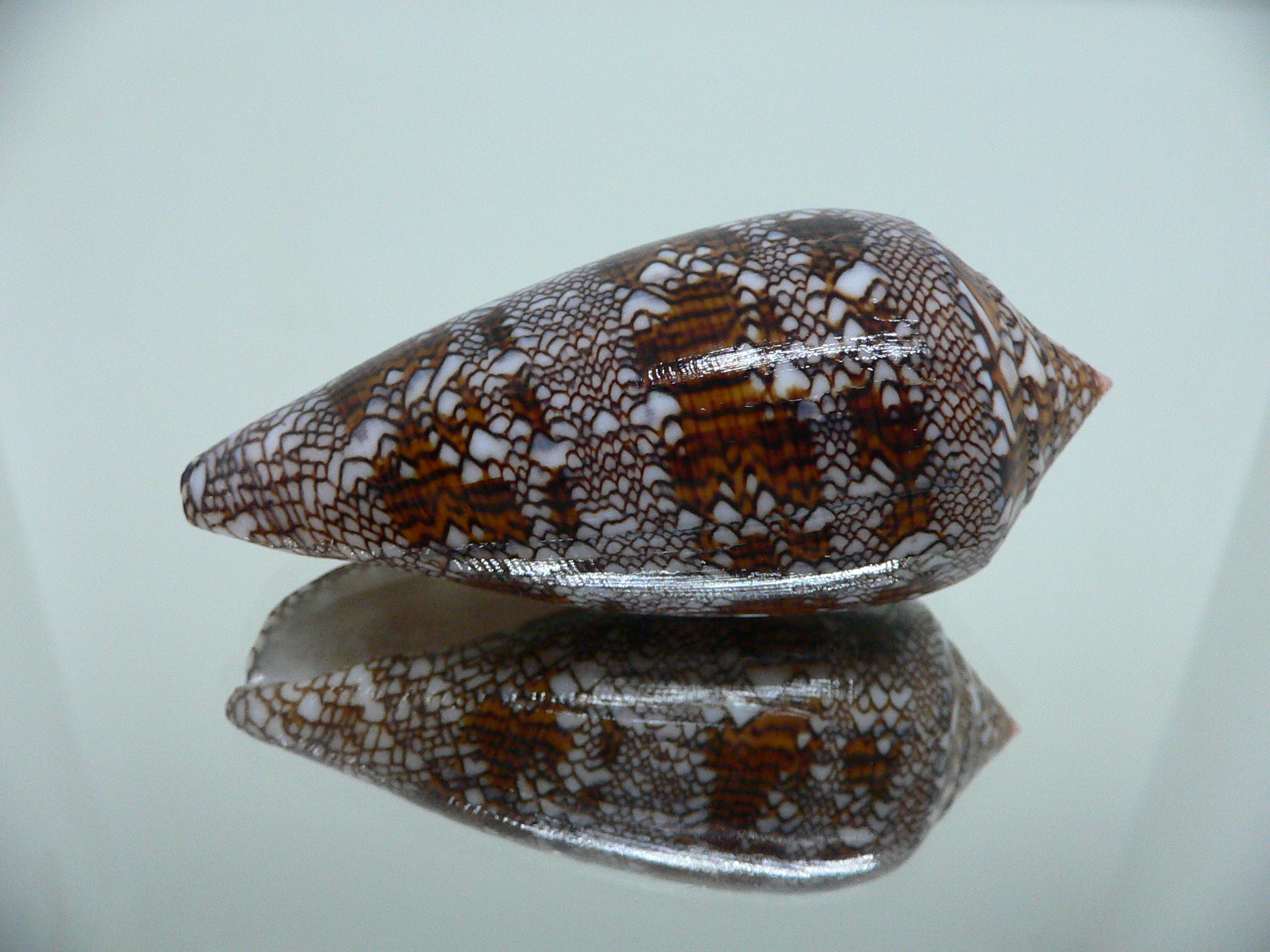 Conus textile VERY DARK