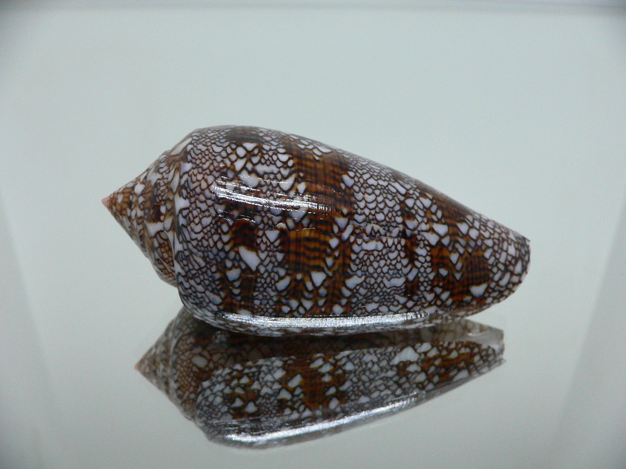 Conus textile VERY DARK