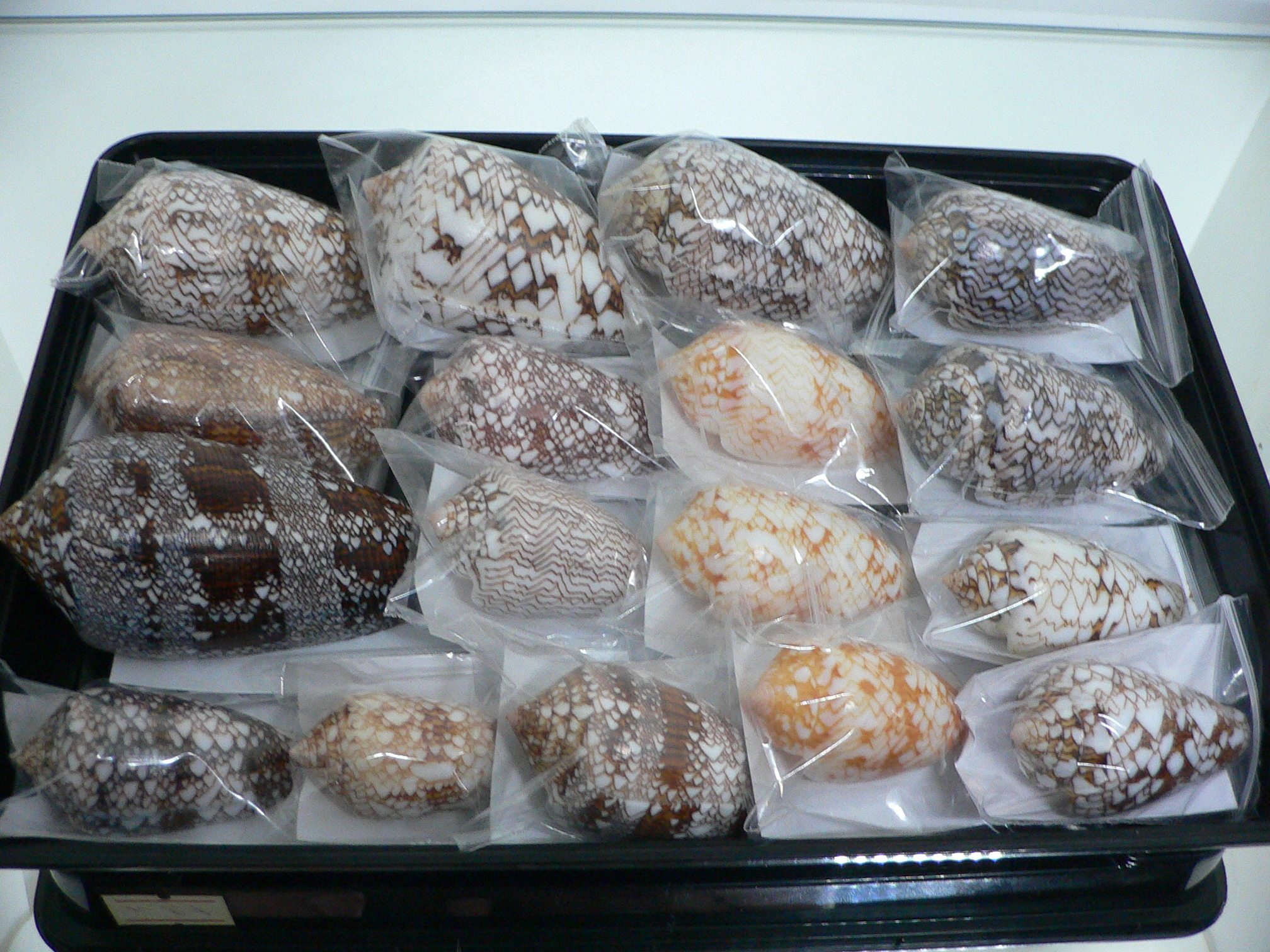 Conus textile VERY DARK