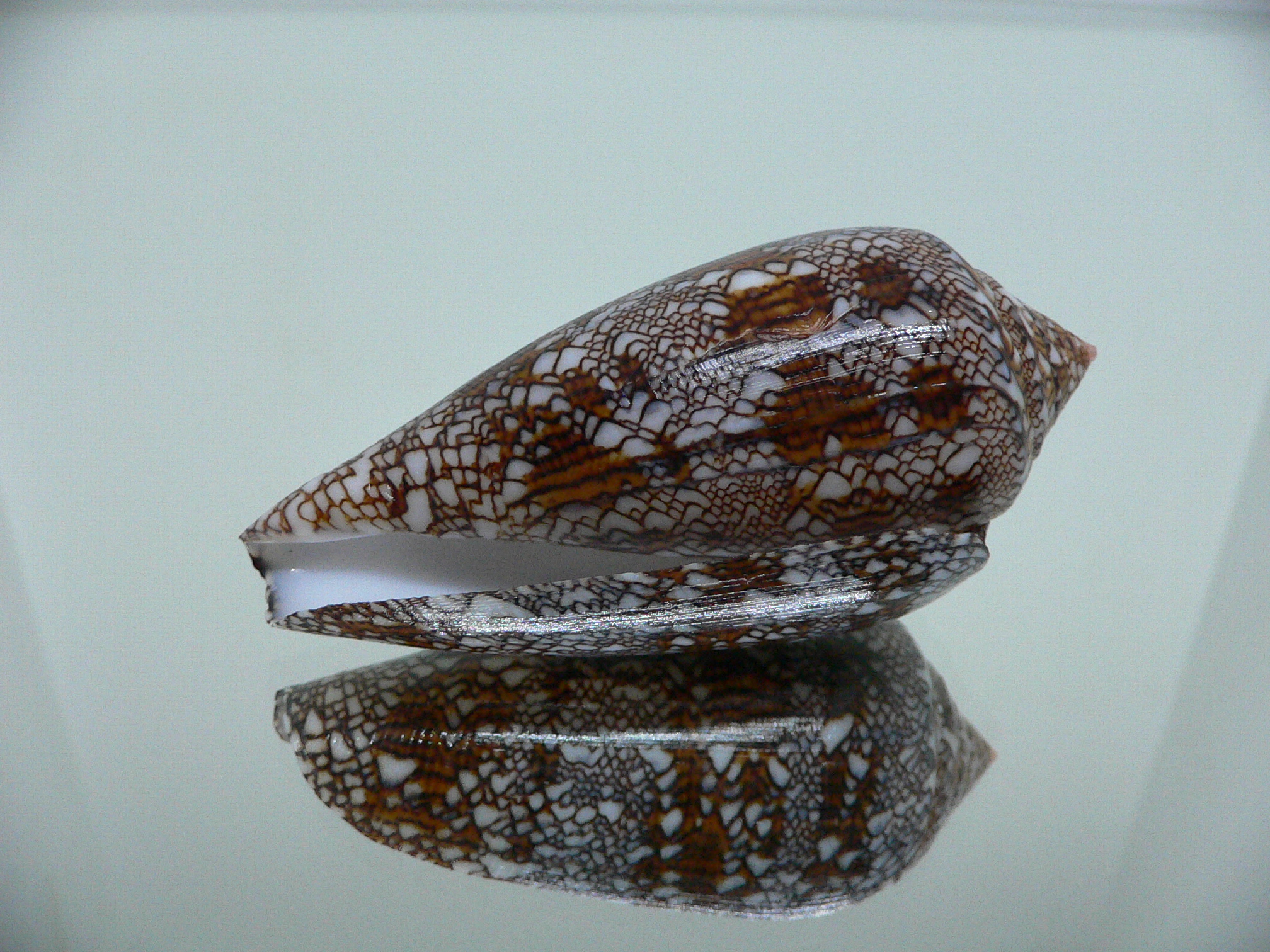 Conus textile VERY DARK